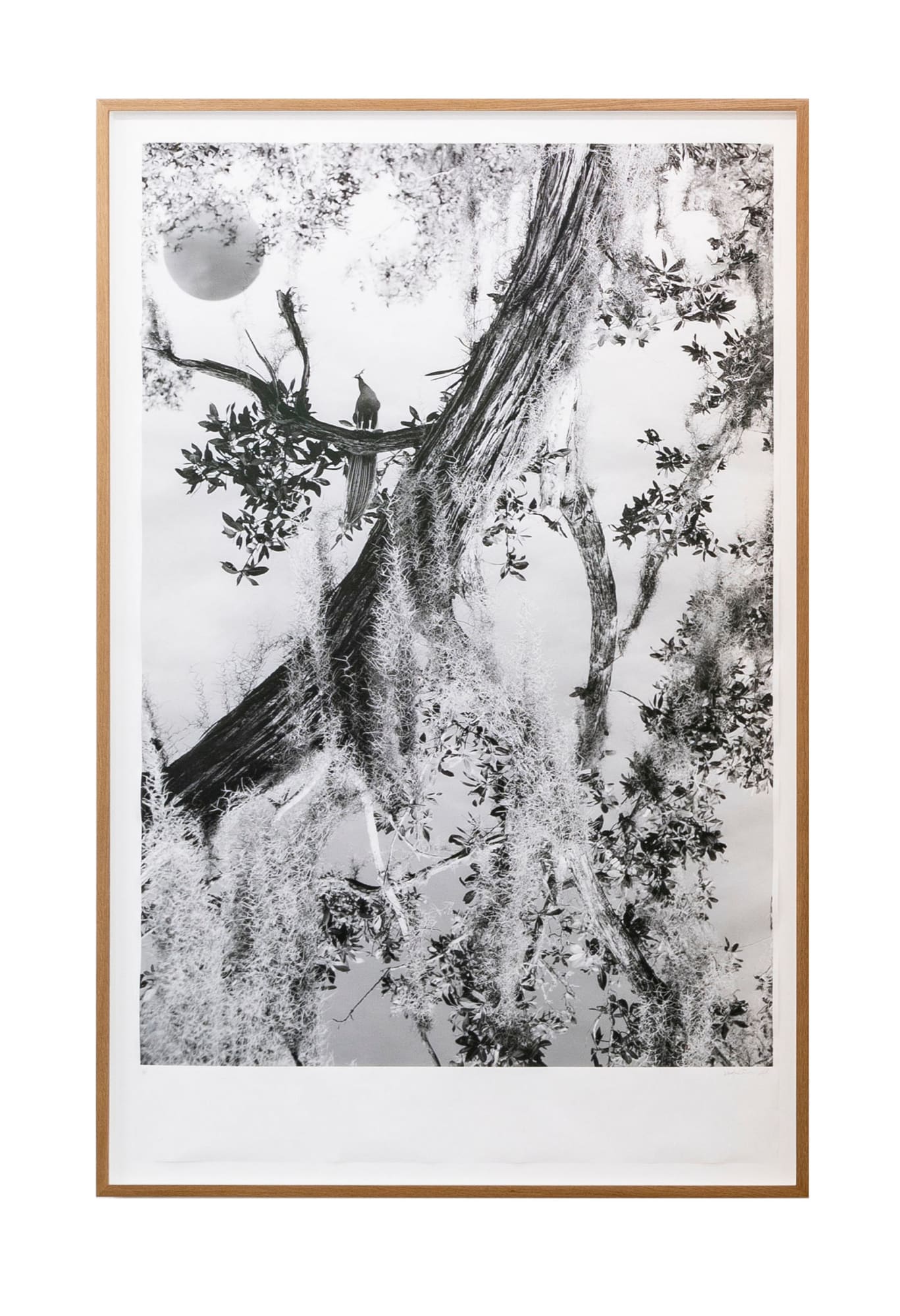 KRISTINA CHAN & ITAMAR FREED, Peacock, 2019