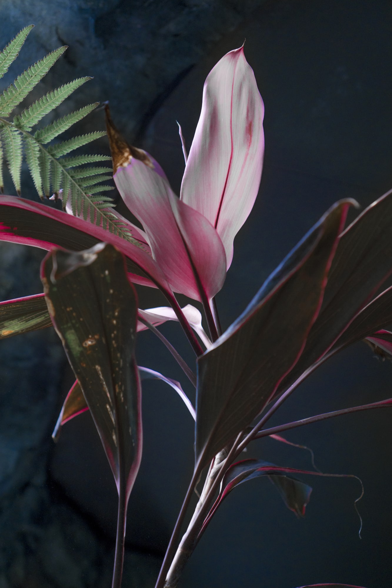 ROSANNA LEFEUVRE, Jane’s Gone, 2019