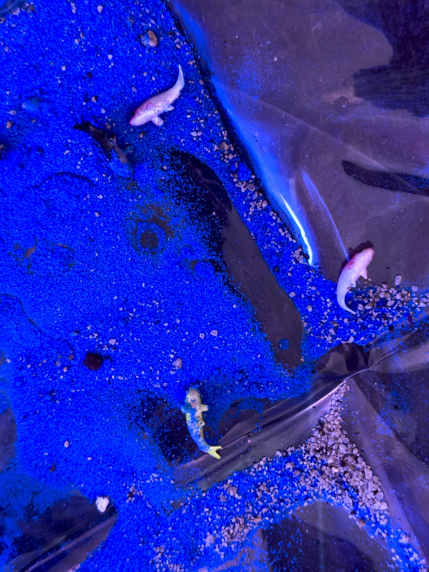 Spirits on the Ground