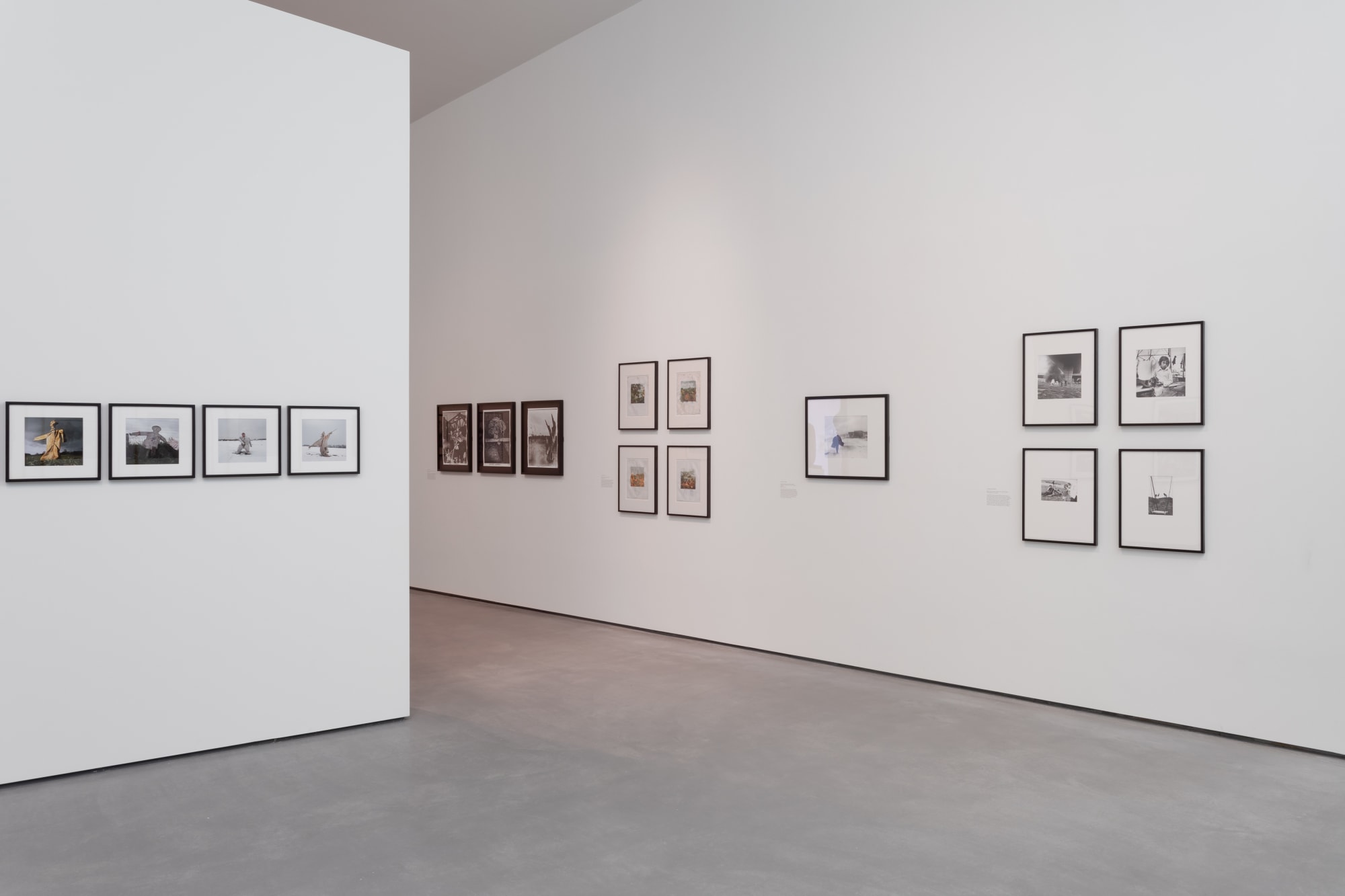 Modern Nature. Photographs from the Hyman Collection