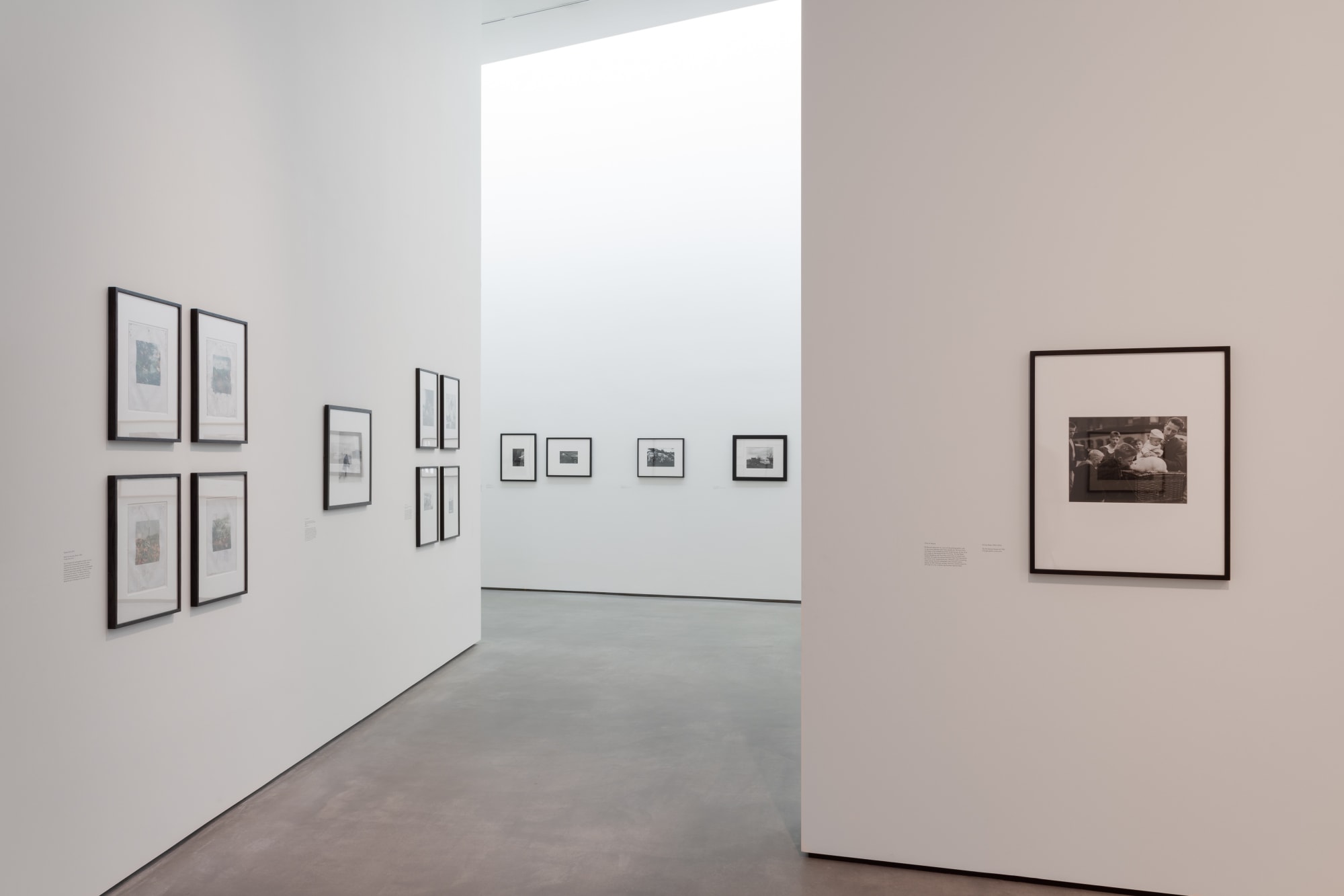 Modern Nature. Photographs from the Hyman Collection