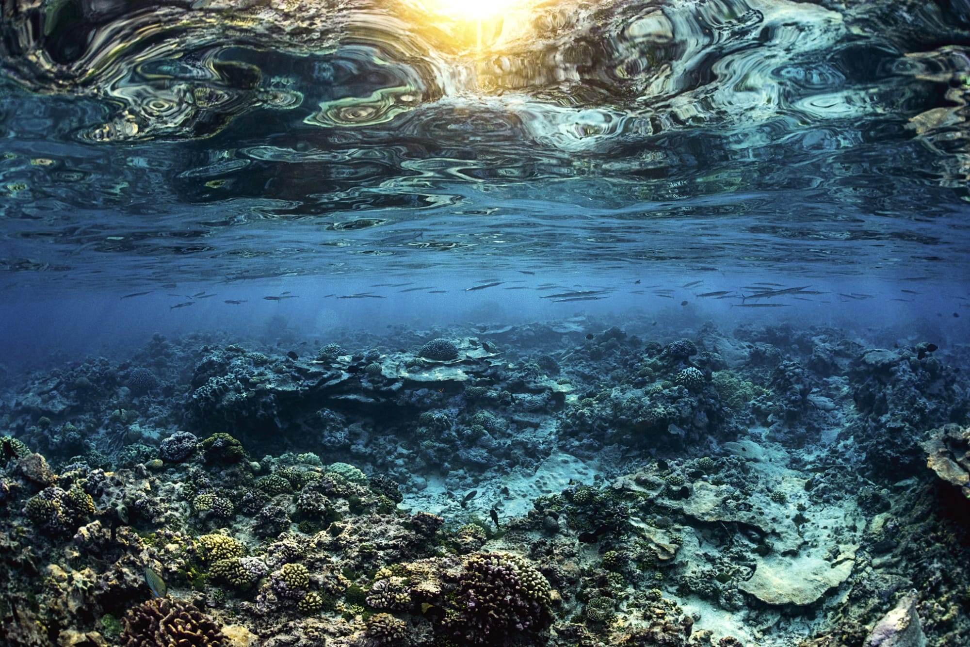 LES AIGUILLETTES AU DESSUS DU CORAIL 2017 - 30 x 45 cm Passe sud de l’atoll de Fakarava, Polynésie française