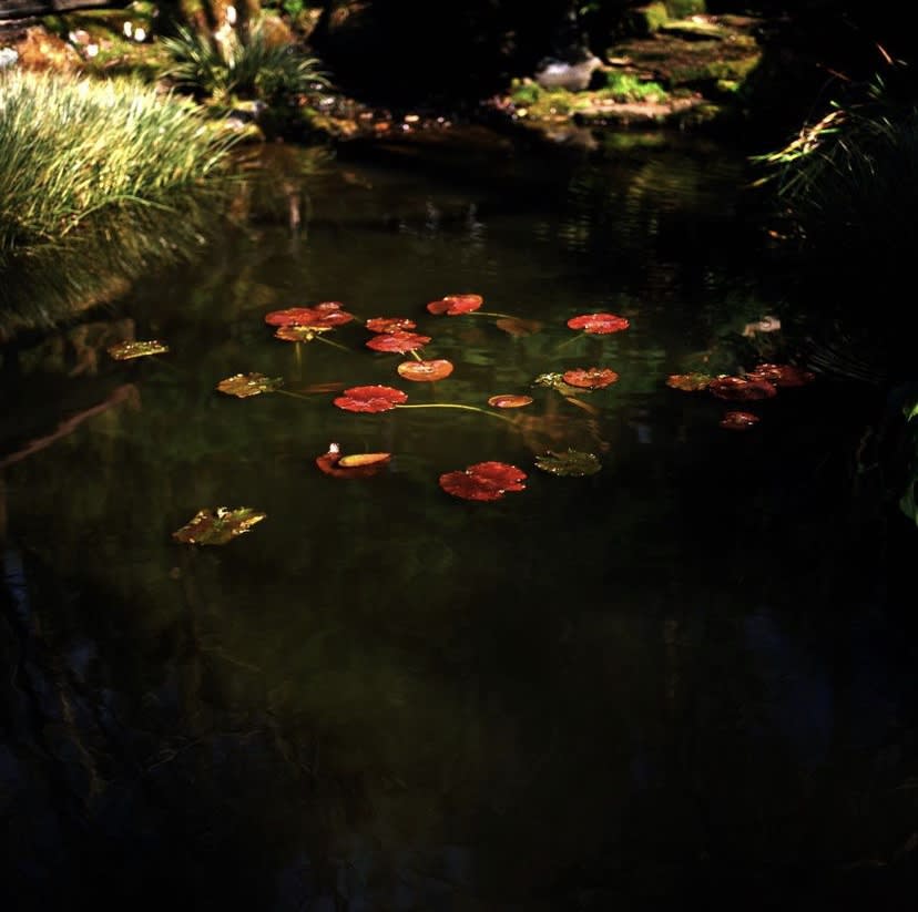 CHARLOTTE MACAULAY, Japanese Garden Cornwall , 2023