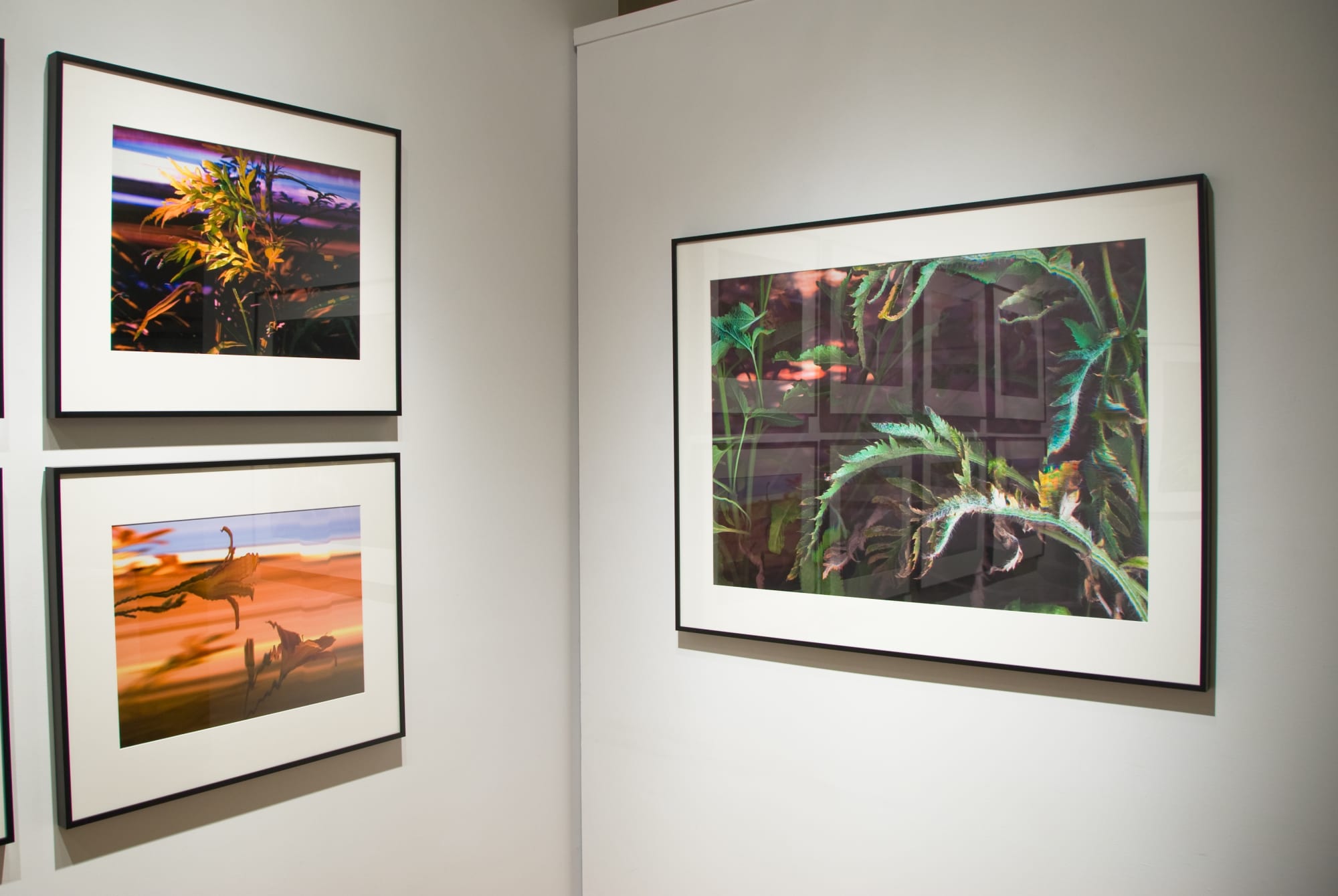 Bruce Checefsky: Gardens