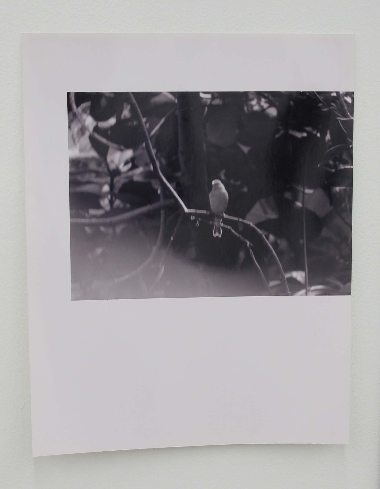 Ryan Foerster single bird, 2001 silver gelatin print 14 x 11 inches