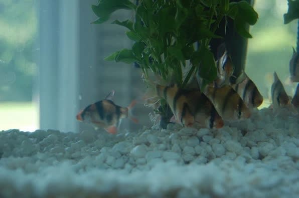 Olivier Mosset Untitled (detail), 2011 aquarium and Tiger Barbs 22 x 11 x 11 in