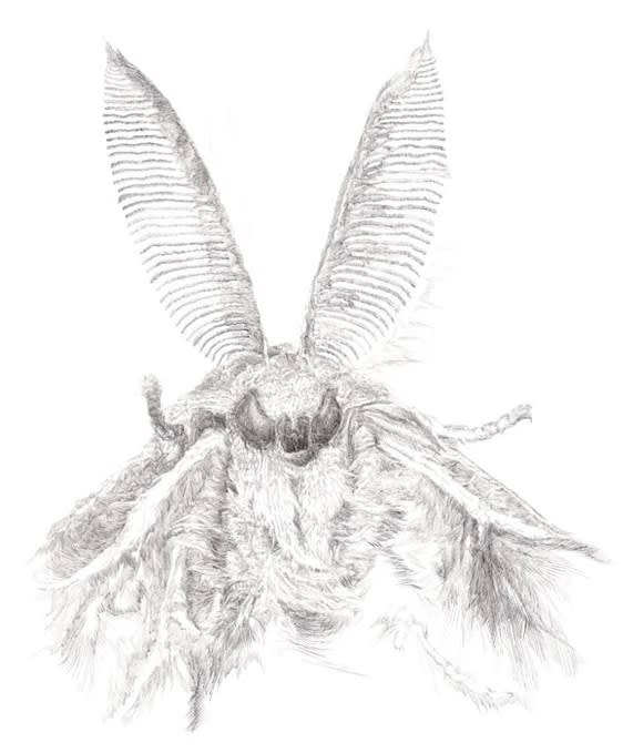 Andra Ursuta Untitled, 2007 pen and ink on paper 14 x 11 in