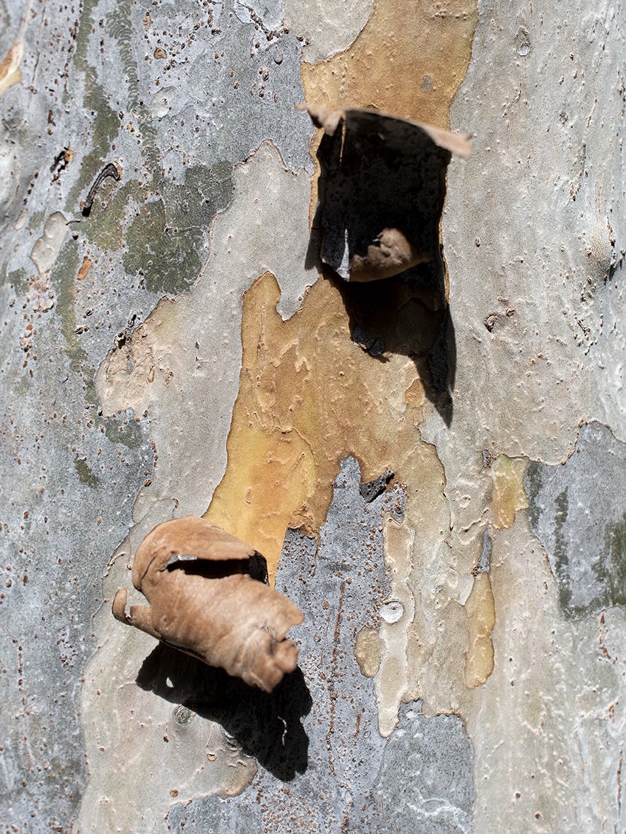 Micropaisaje y Pareidolia