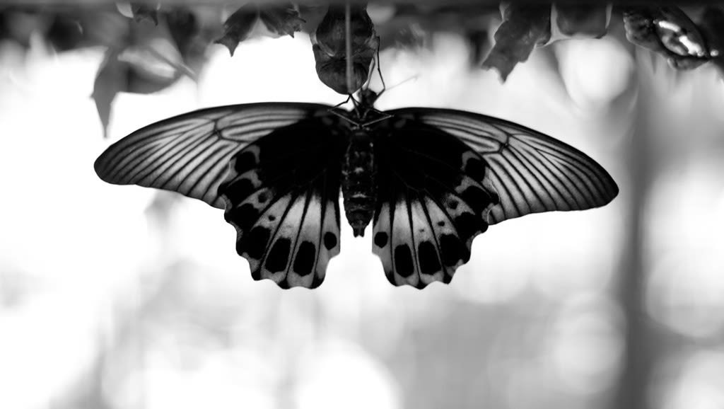 Group Show at Ambrosia of the Lotus project in Brooklyn, NY.