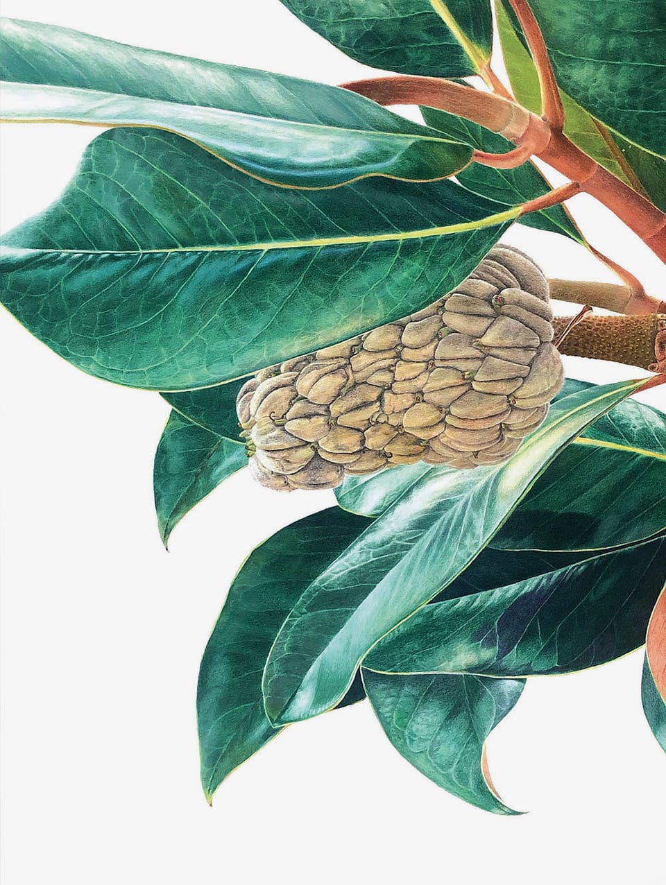 Clarissa P. VALAEYS Crone Limited edition Giclee prints Signed, numbered and stamped 50 x 35 cm Edition of 5