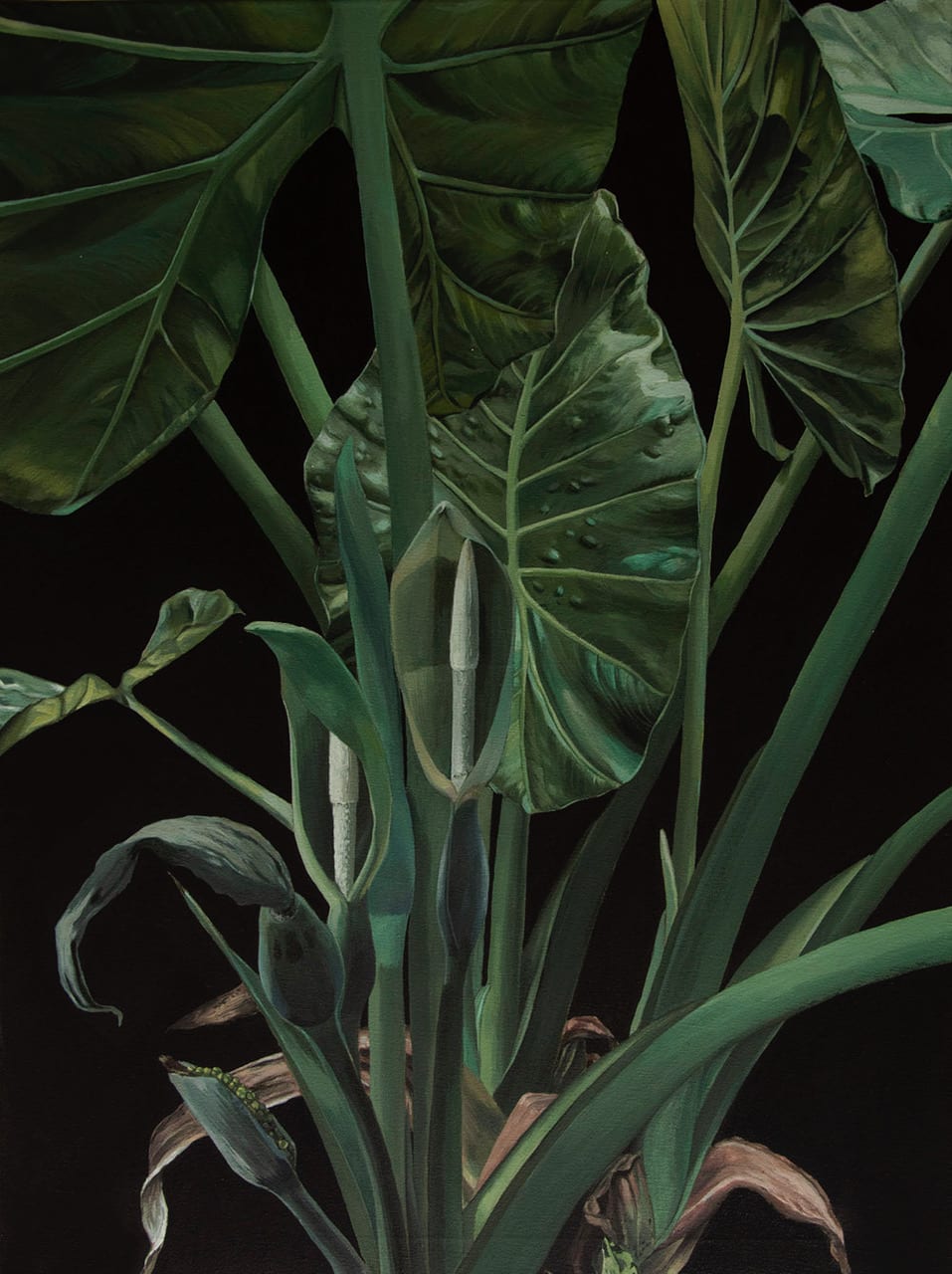 Clarissa P. VALAEYS Elephant Ear Limited edition Giclee prints Signed, numbered and stamped 50 x 35 cm Edition of 5