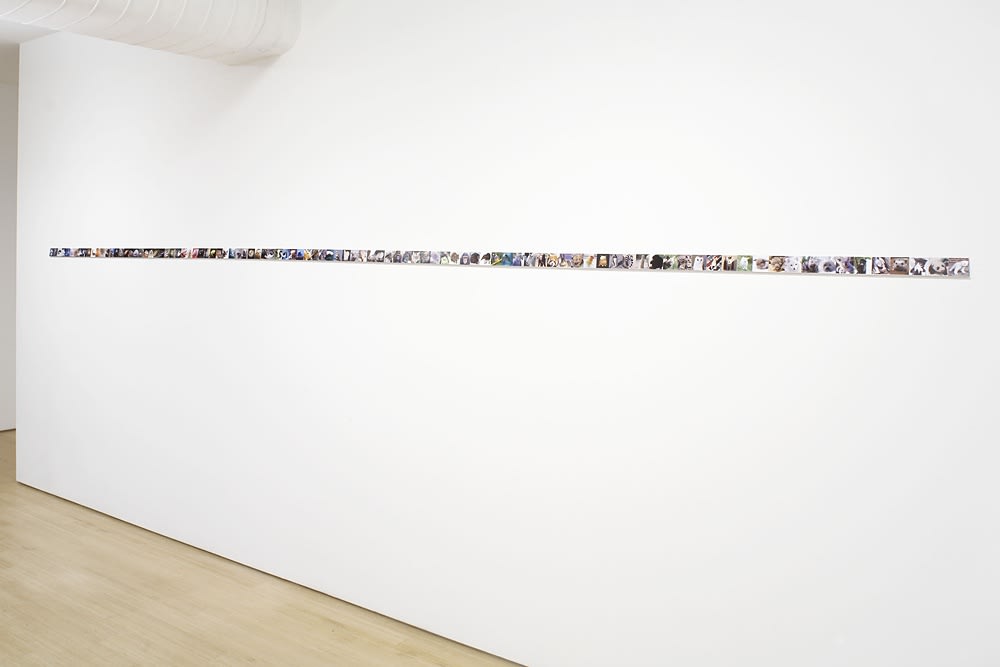 Installation image of A Fugitive, Some Maps, Cute Animals and a Shark at Catharine Clark Gallery, San Francisco, 2008.