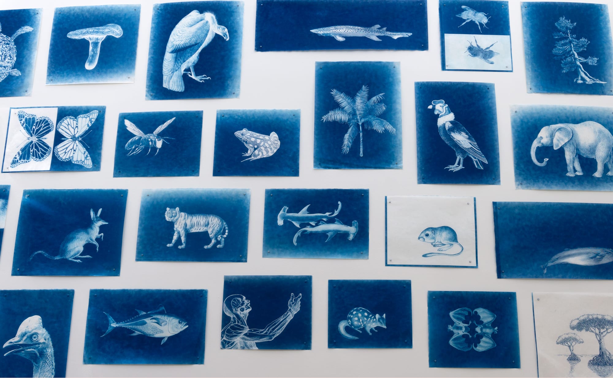 LigoranoReese, "Vanishing Finish," 2024, cyanotype on Sekishu.