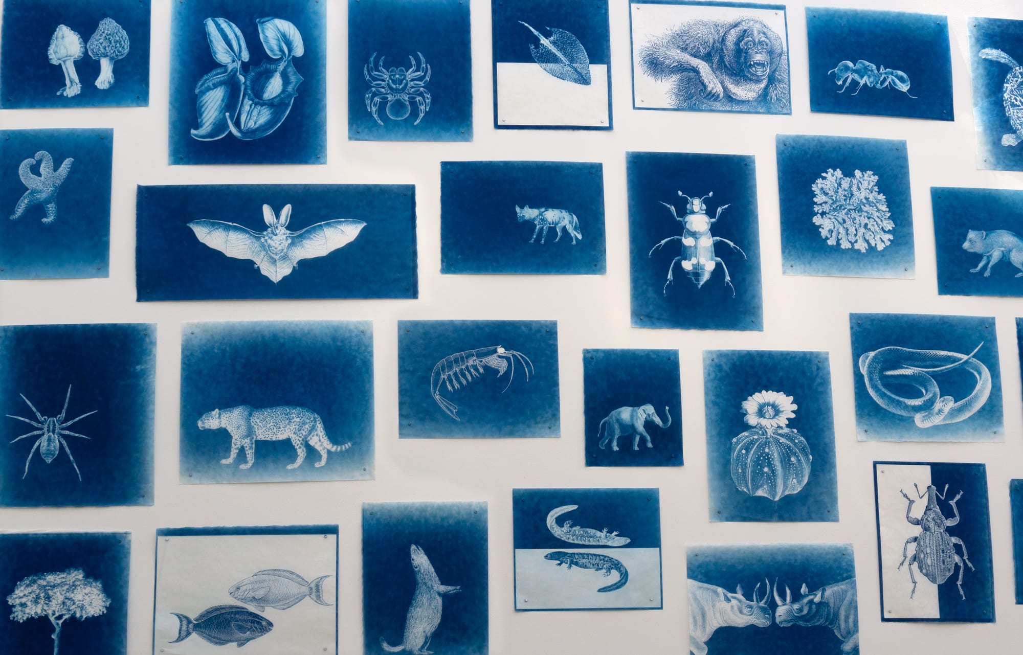 LigoranoReese, "Vanishing Finish," 2024, cyanotype on Sekishu.