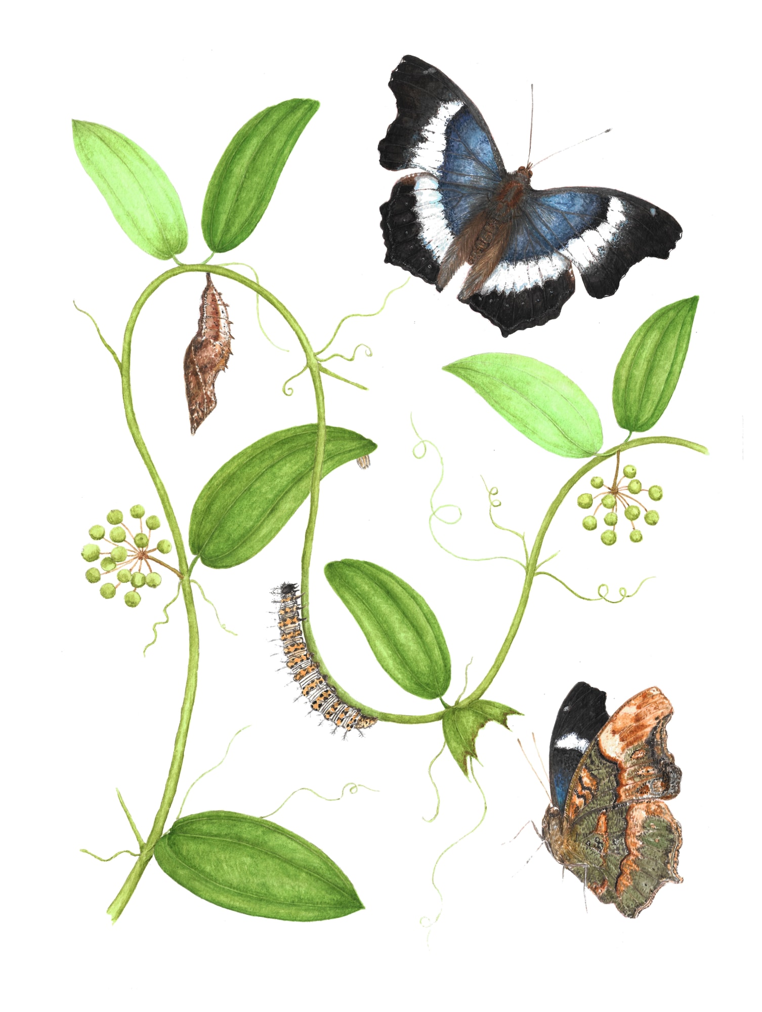 Metamorphosis Papiliones Ceylonensis