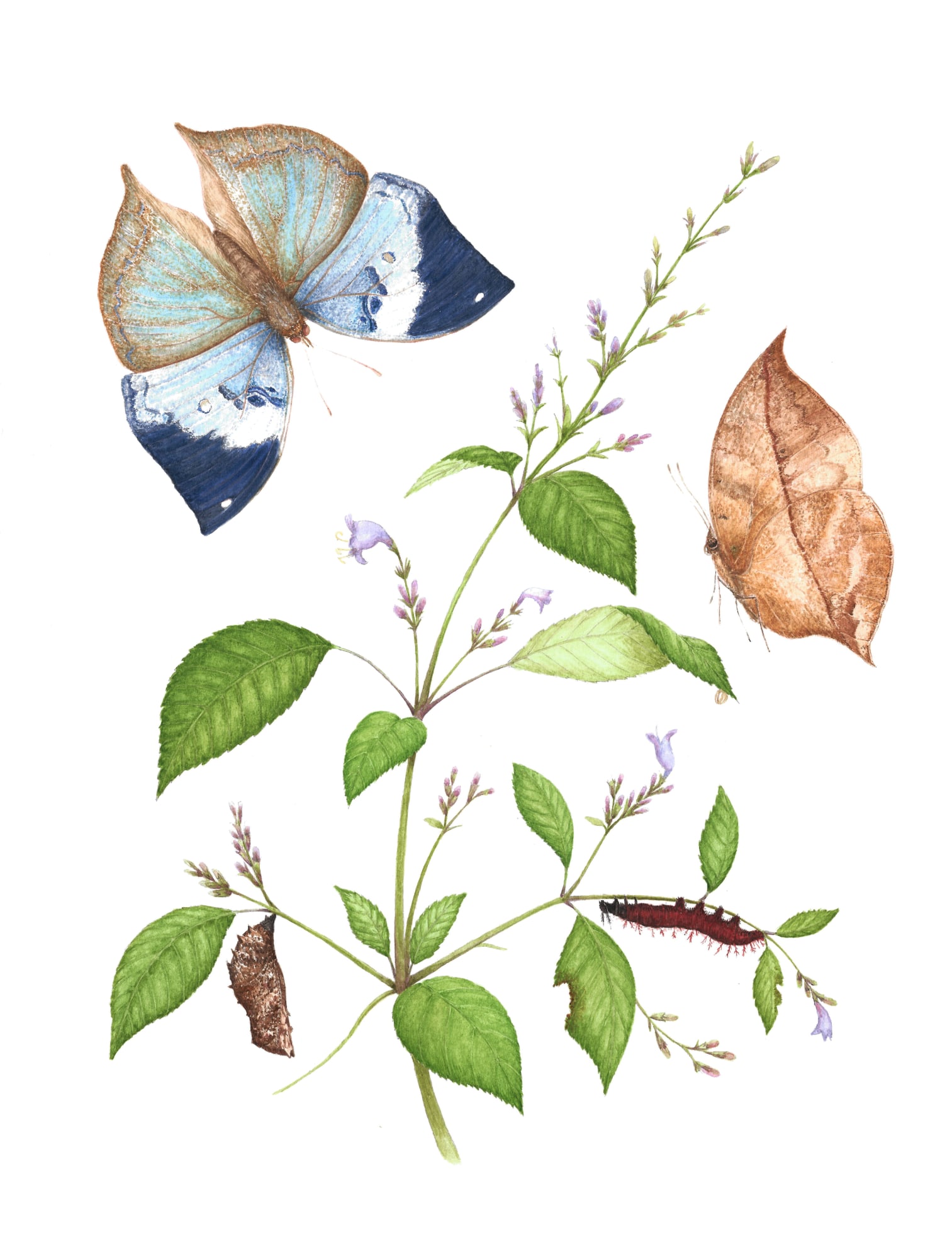 Metamorphosis Papiliones Ceylonensis