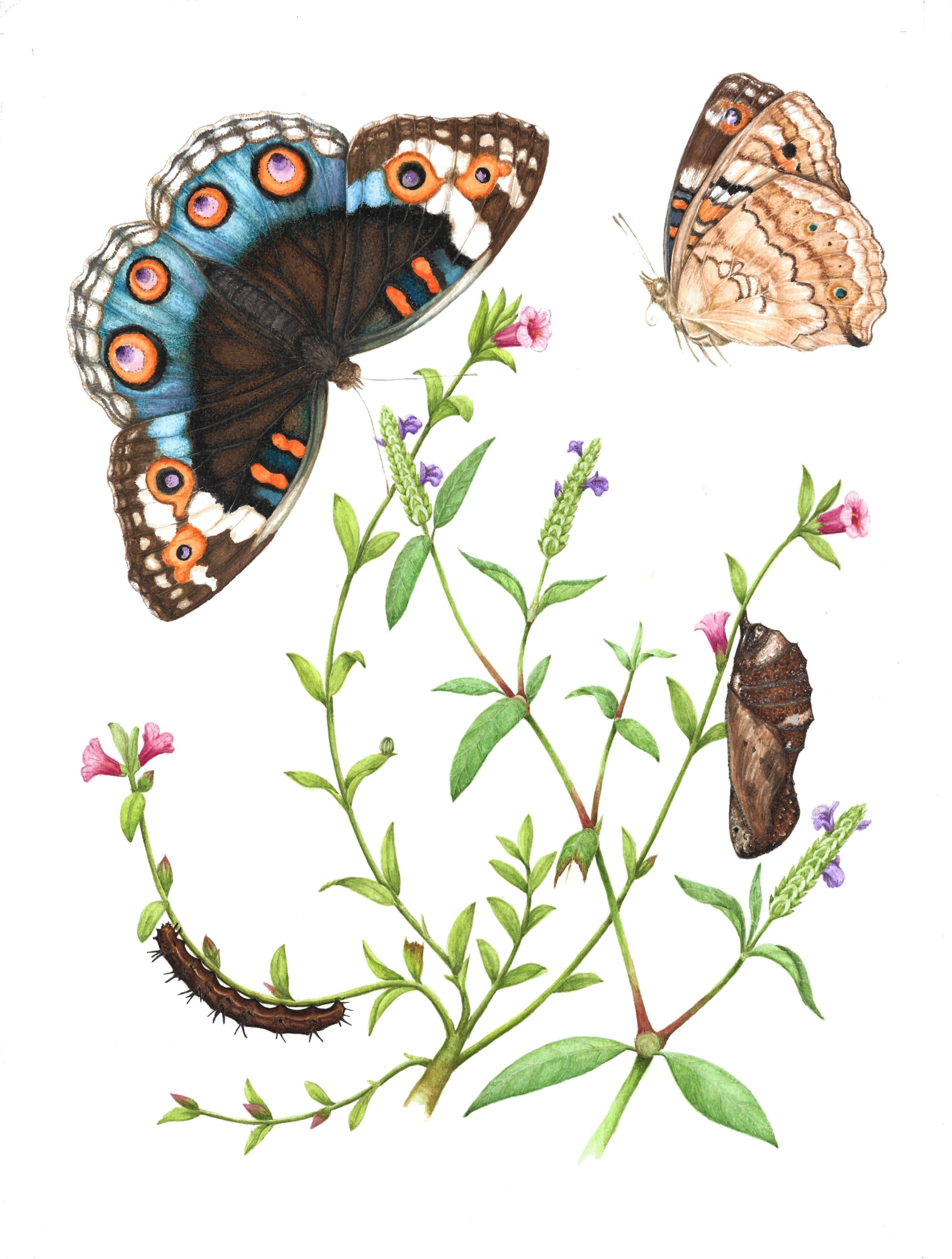 Metamorphosis Papiliones Ceylonensis