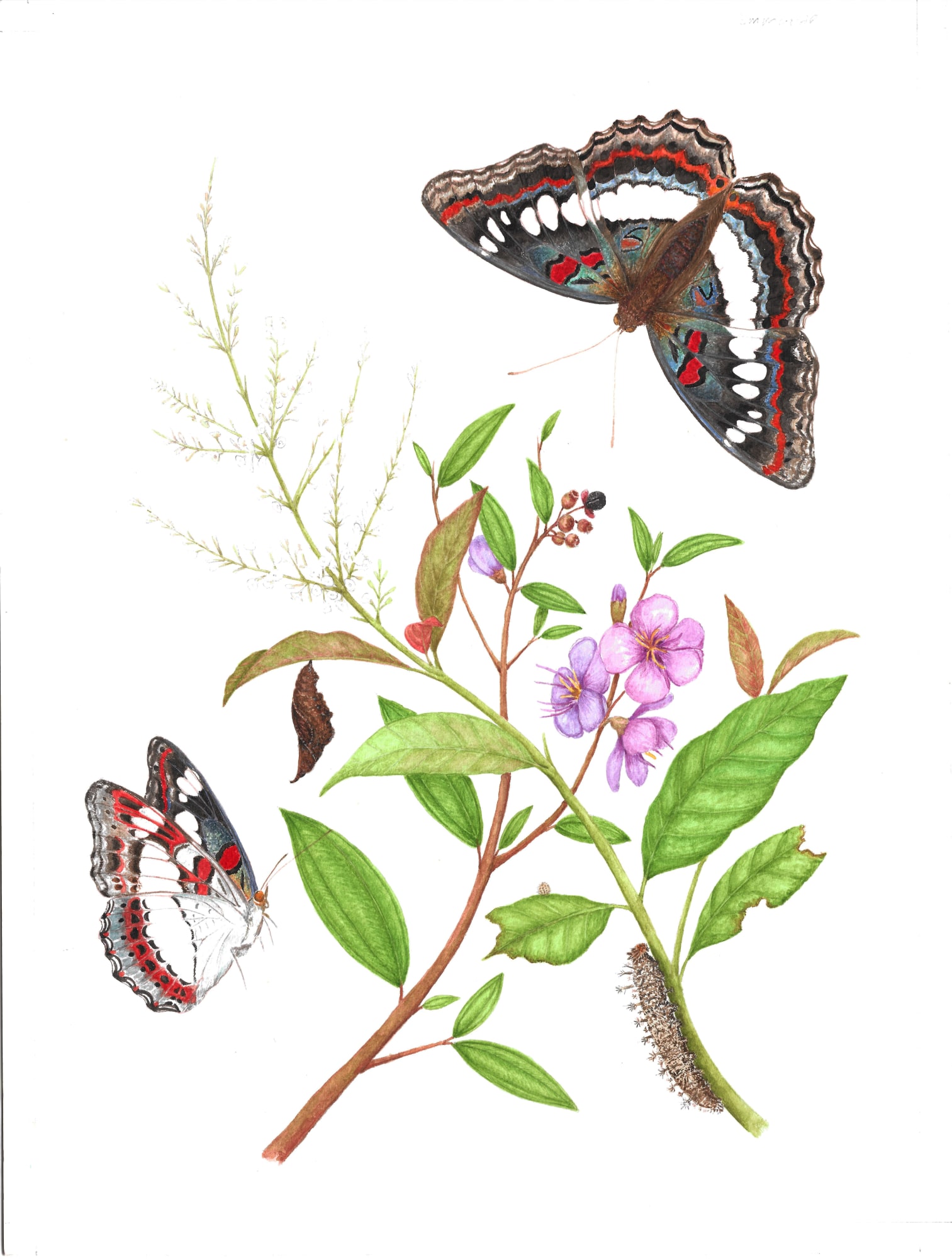 Metamorphosis Papiliones Ceylonensis