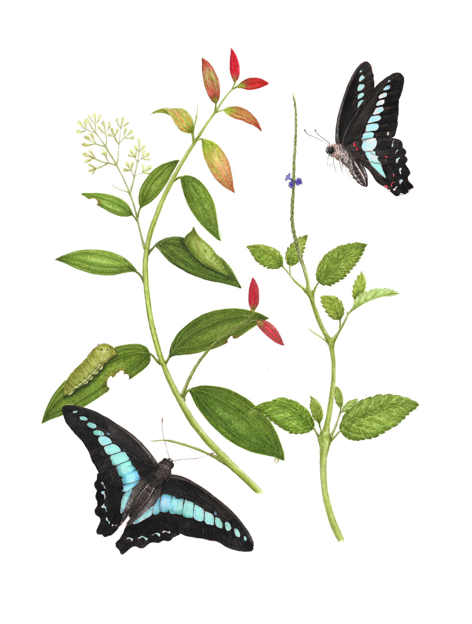 Metamorphosis Papiliones Ceylonensis