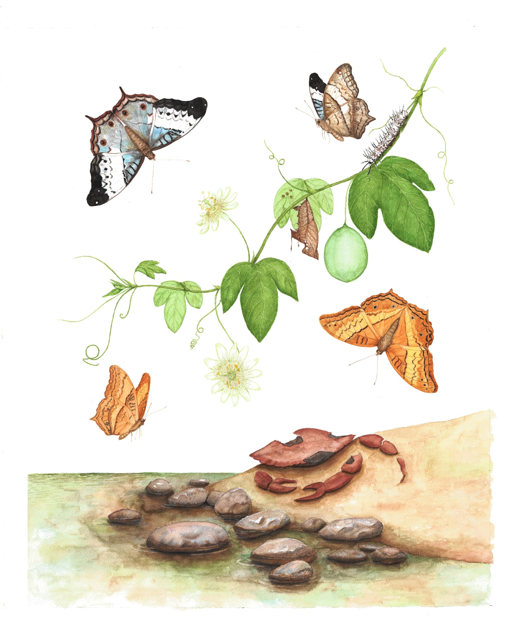 Metamorphosis Papiliones Ceylonensis