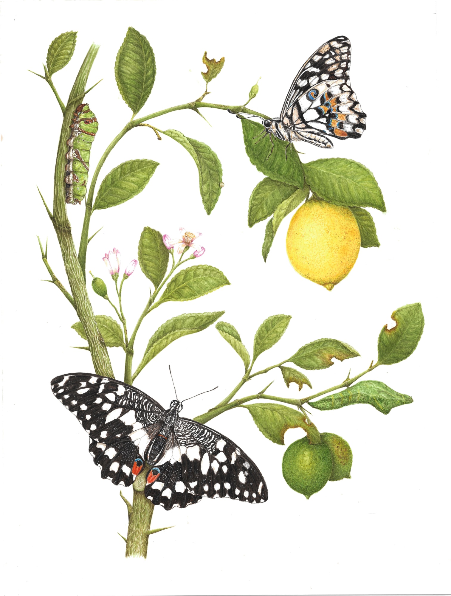 Metamorphosis Papiliones Ceylonensis