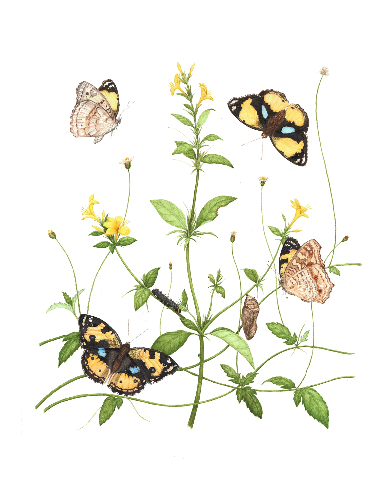 Metamorphosis Papiliones Ceylonensis