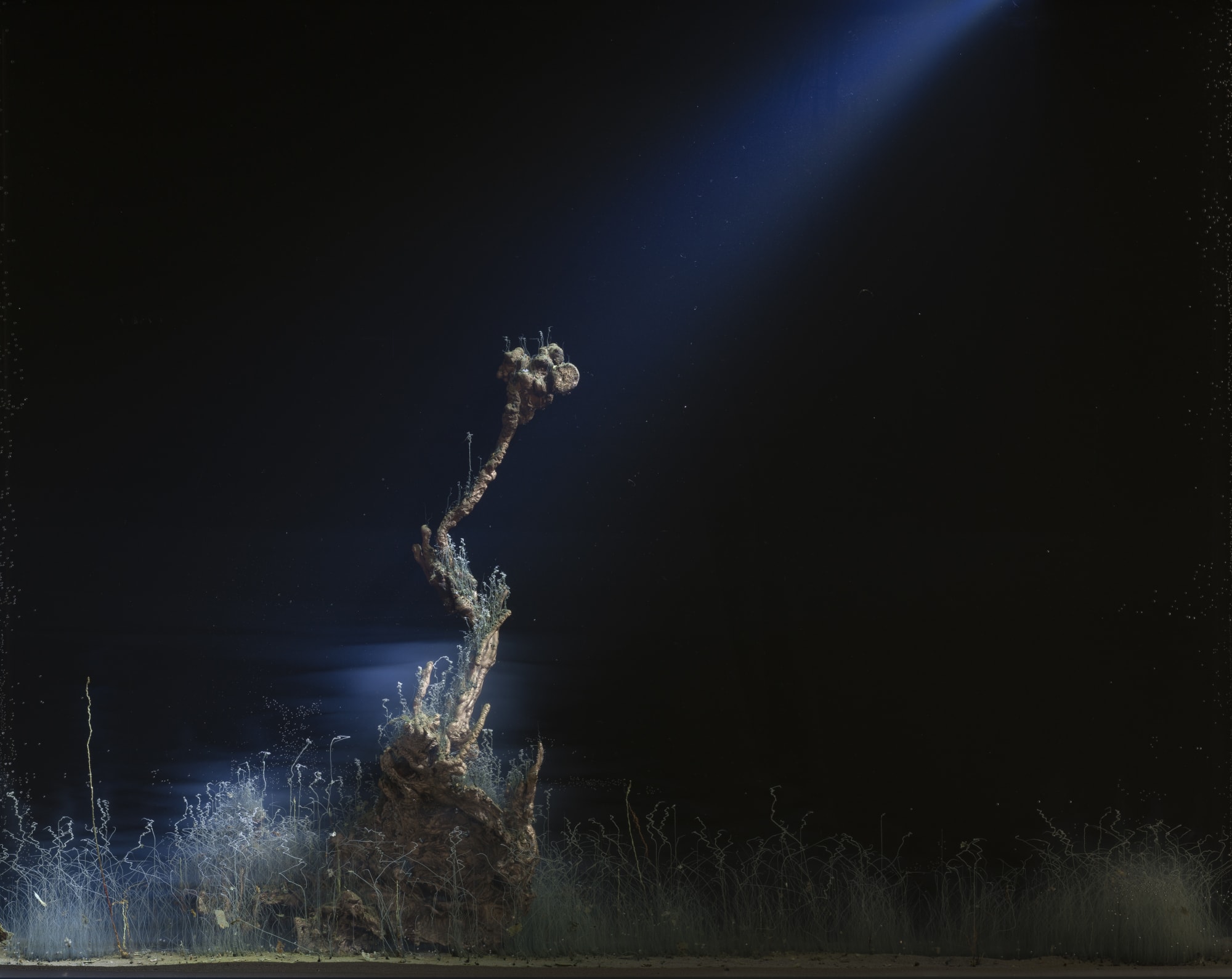 Hicham Berrada | Enclosed Natures