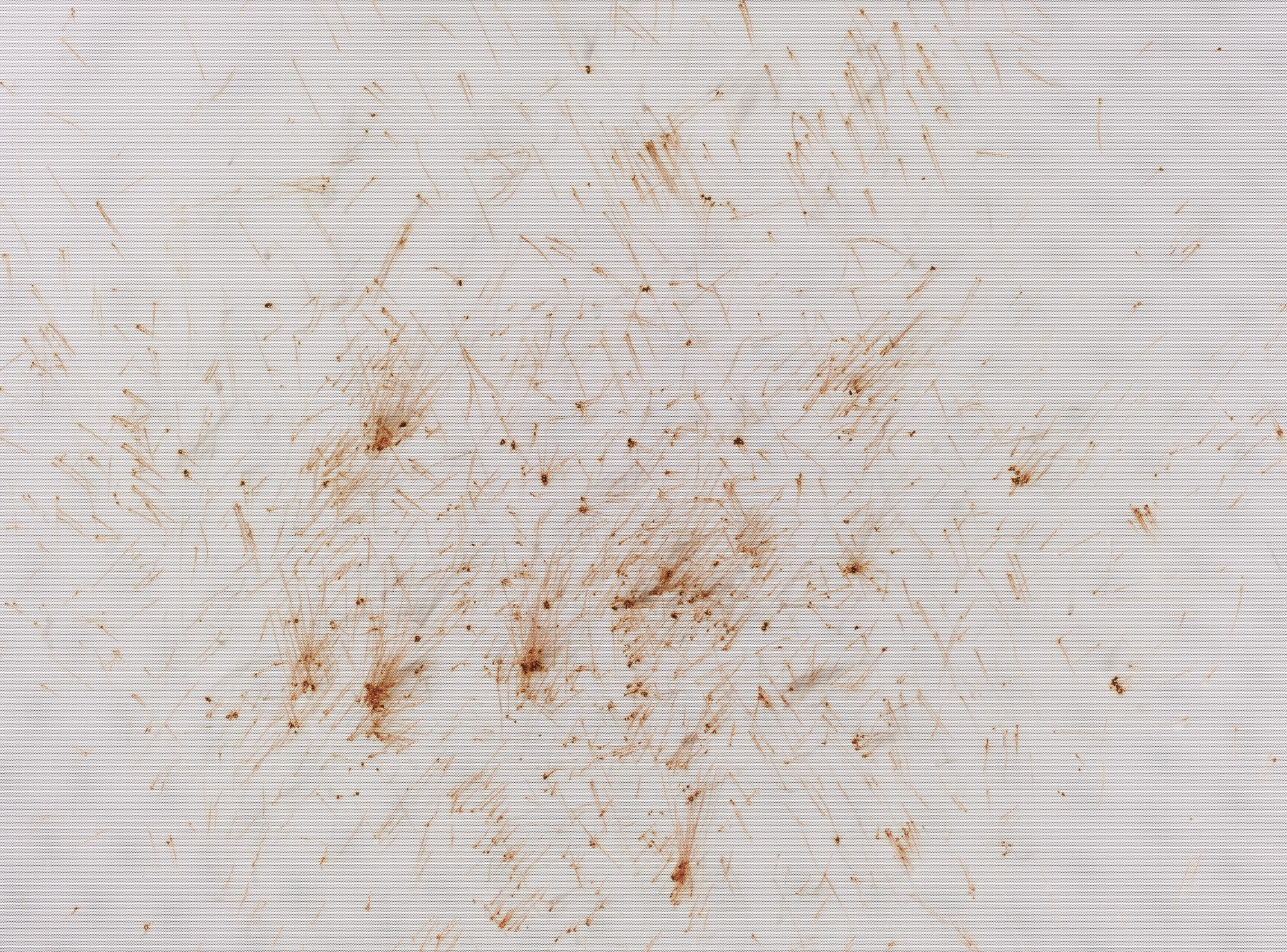 Thomas Wachholz