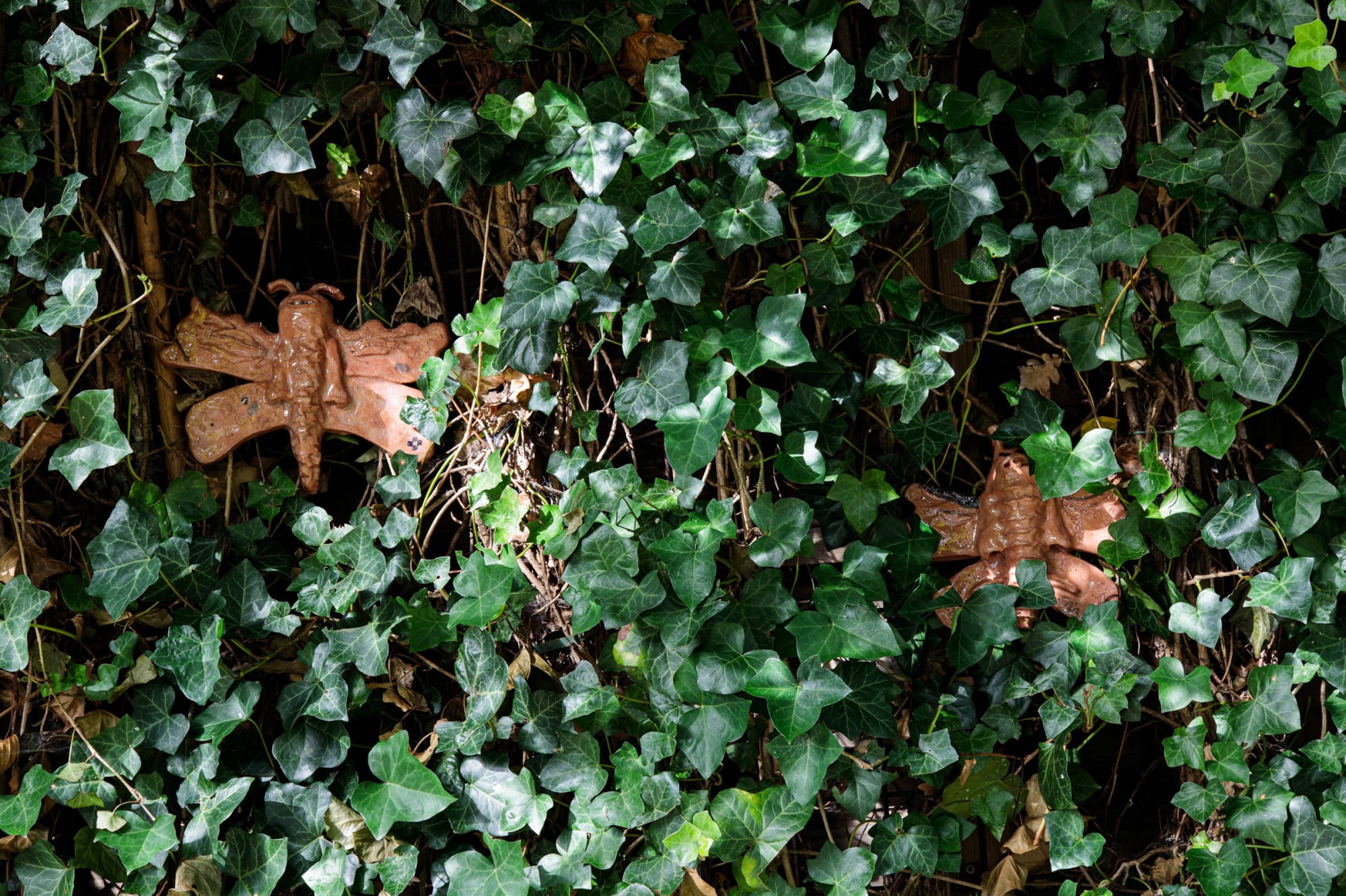 The feelings the butterflies gave me