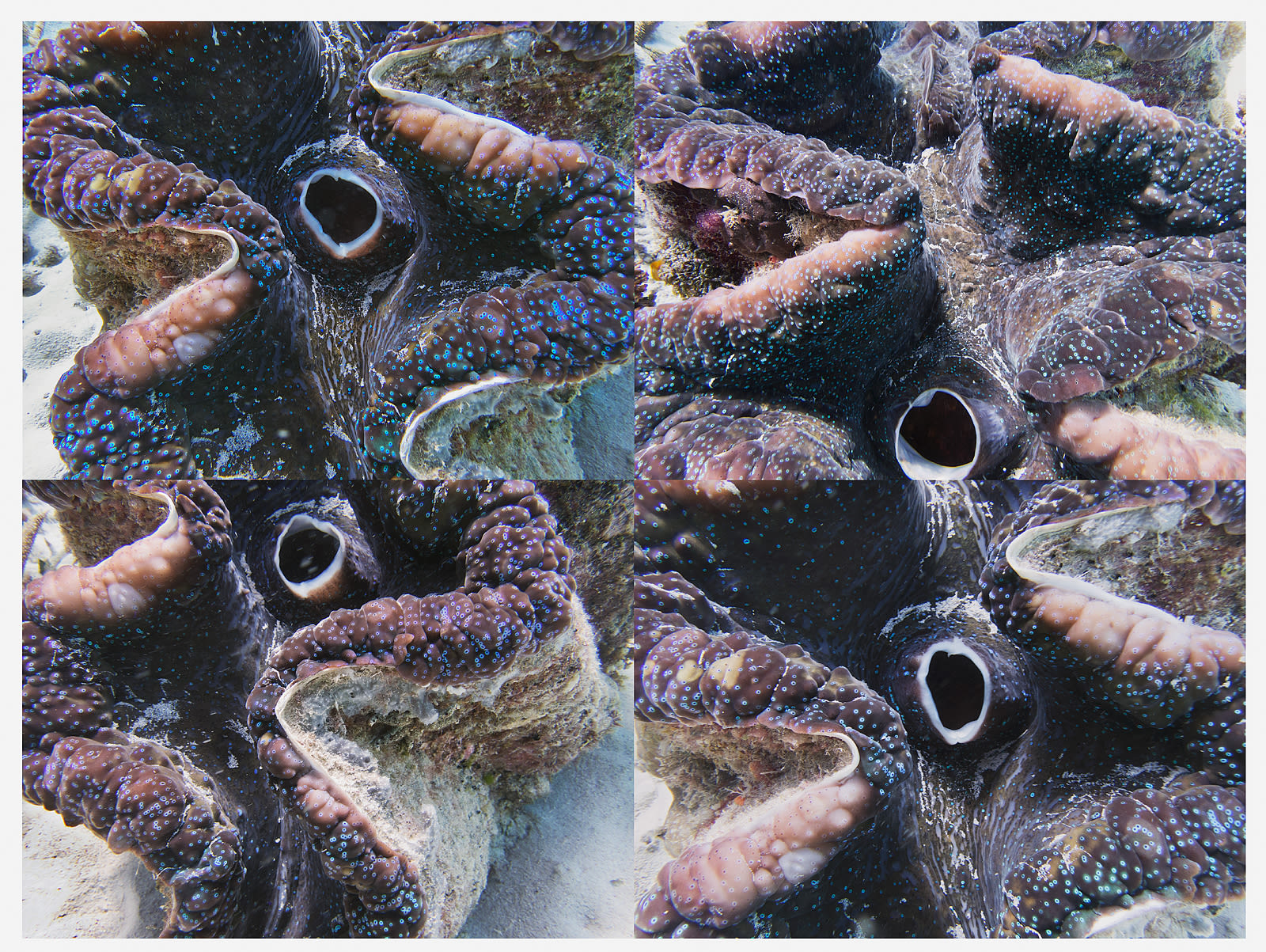 Reef Grid, Giant Clam, Australia, 2022 Archival Pigment Print on Moab Entrada Rag, 17x21", Edition of Three