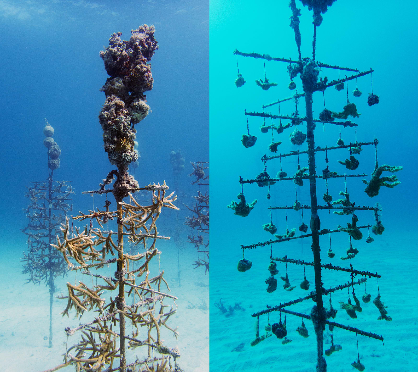 Coral Nursery Double, Key Largo, Florida, 2025 Archival Pigment Print on Moab Entrada Rag, 21x17", Edition of Three