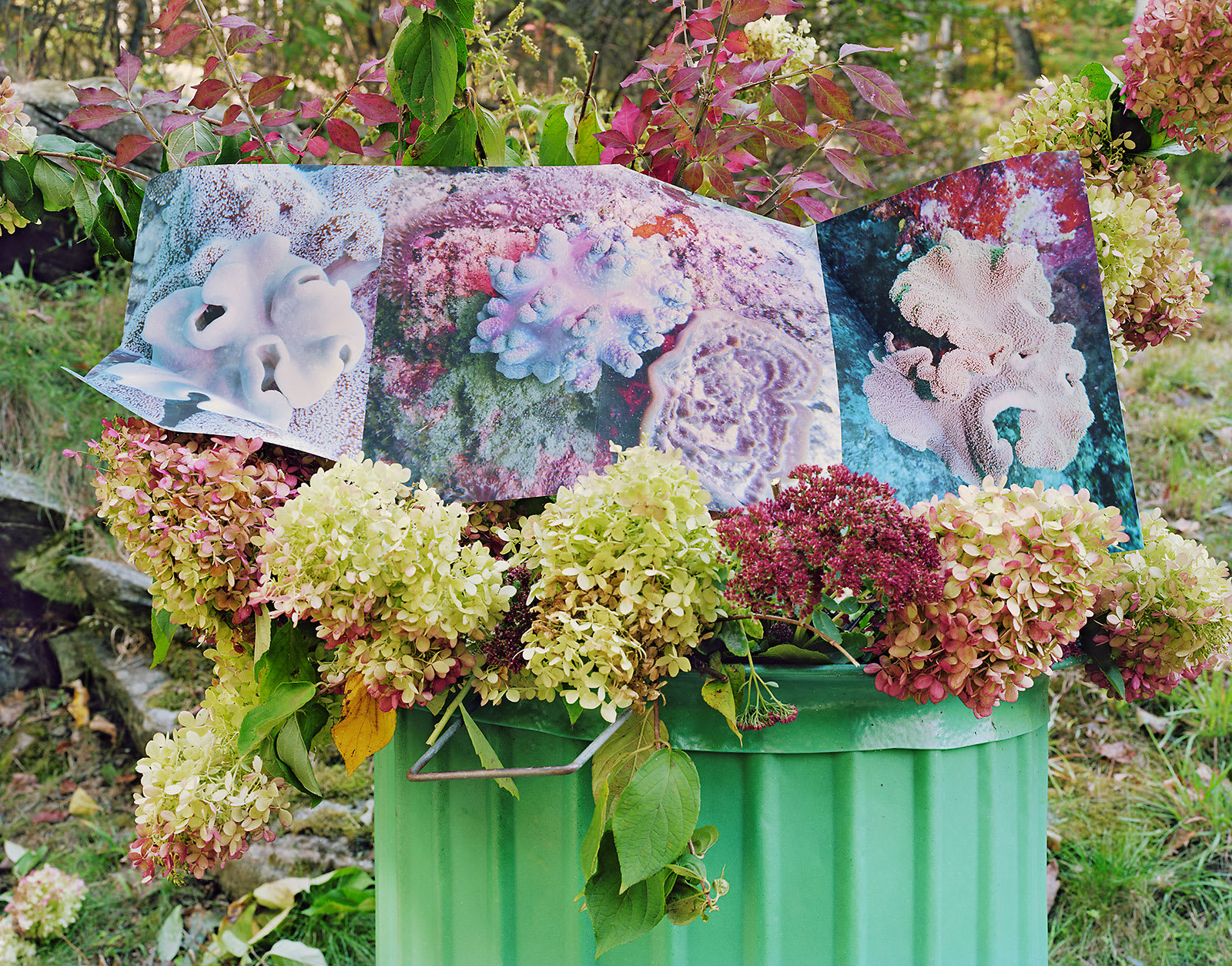 Reef, Australia / Hydrangea, Connecticut, 2022 Archival Pigment Print on Moab Entrada Rag, Image Size, 8x10", Paper Size, 17x21", Edition of Three