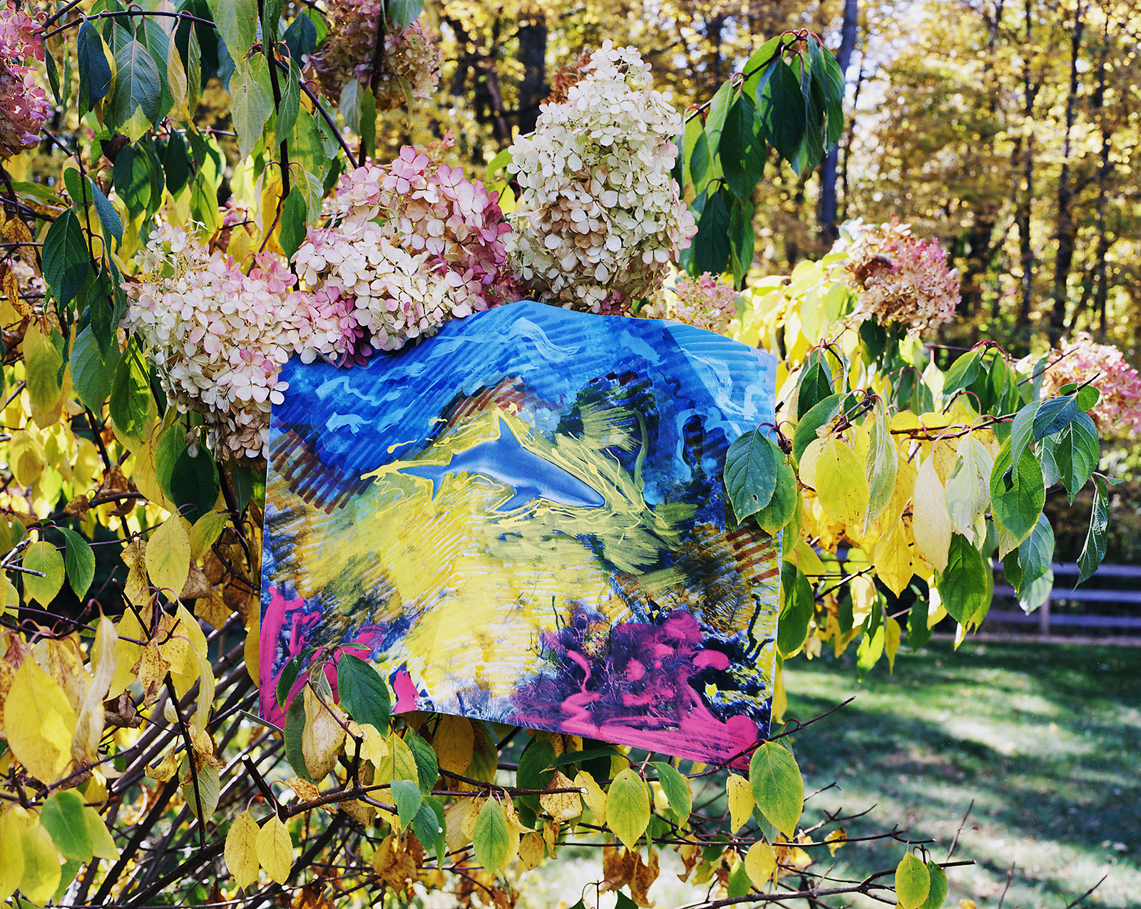 Reef Shark with Marker, Key Largo, Florida / Hydrangea, Connecticut, 2024 Archival Pigment Print on Moab Entrada Rag, Image Size, 8x10", Paper Size, 17x21", Edition of Three
