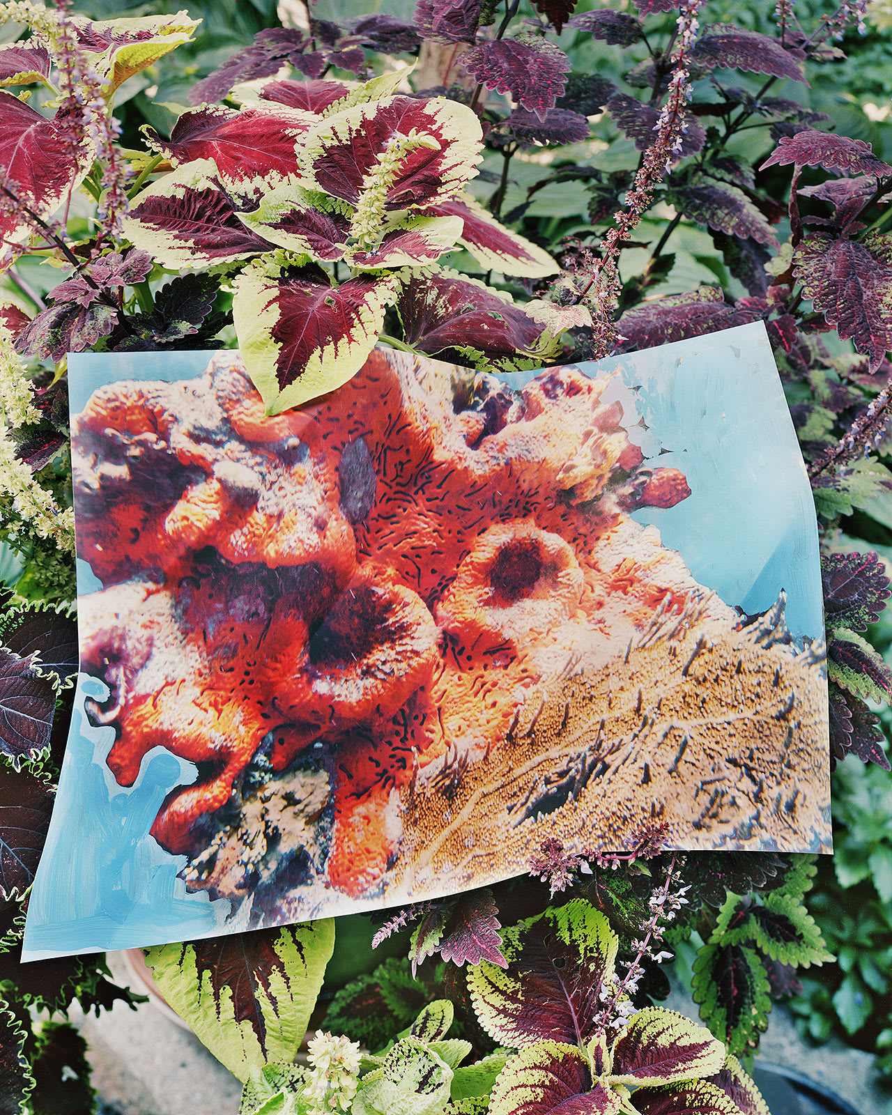 Sponge Print with Paint, Key Largo, Florida / Coleus, Connecticut, 2024 Archival Pigment Print on Moab Entrada Rag, Image Size, 10x8", Paper Size, 21x17", Edition of Three