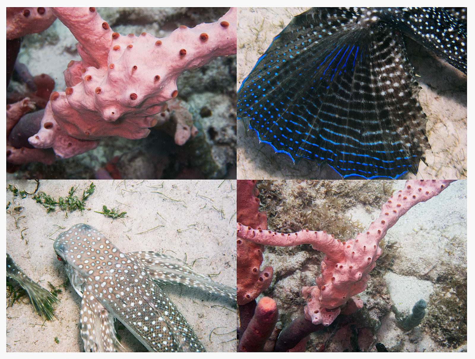Reef Grid, Pink Sponge and Flying Gunnard, 2023 Barbados, Archival Pigment Print on Moab Entrada Rag, 21x17", Edition of Three