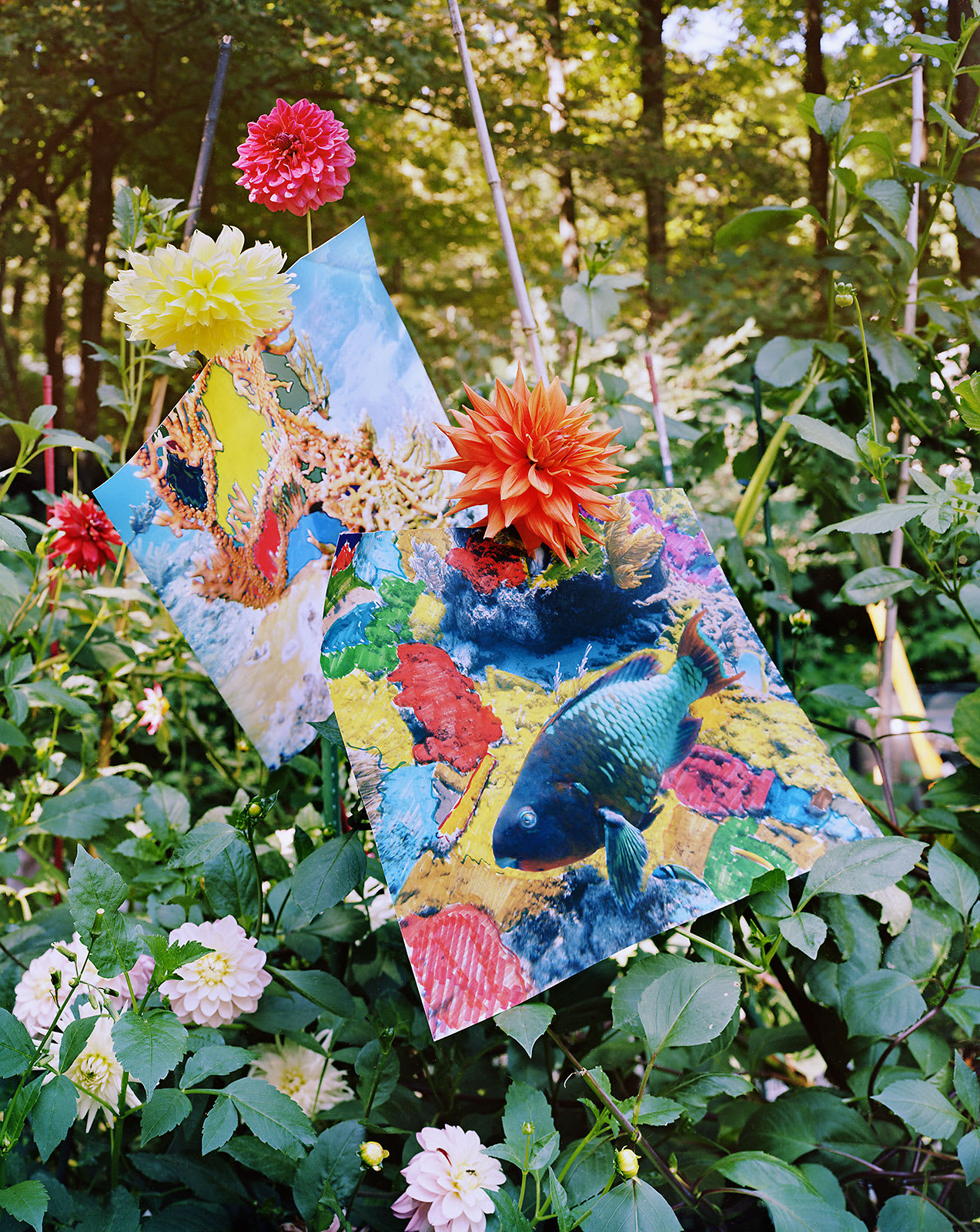 Parrotfish and Fire Coral Prints with Marker, Key Largo, Florida / Dhalia Garden, Connecticut, Archival Pigment Print on Moab Entrada Rag, Image Size, 10x8", Paper Size, 21x17", 2024 Edition of Three