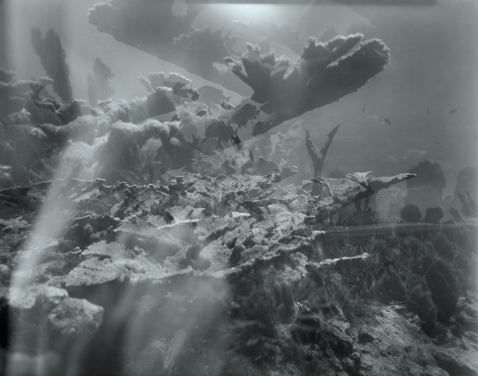 Elkhorn Double, Key Largo, Florida, 2017 Archival Pigment Print on Moab Entrada Rag, Image Size, 8x10", Paper Size, 17x21", Edition of Three