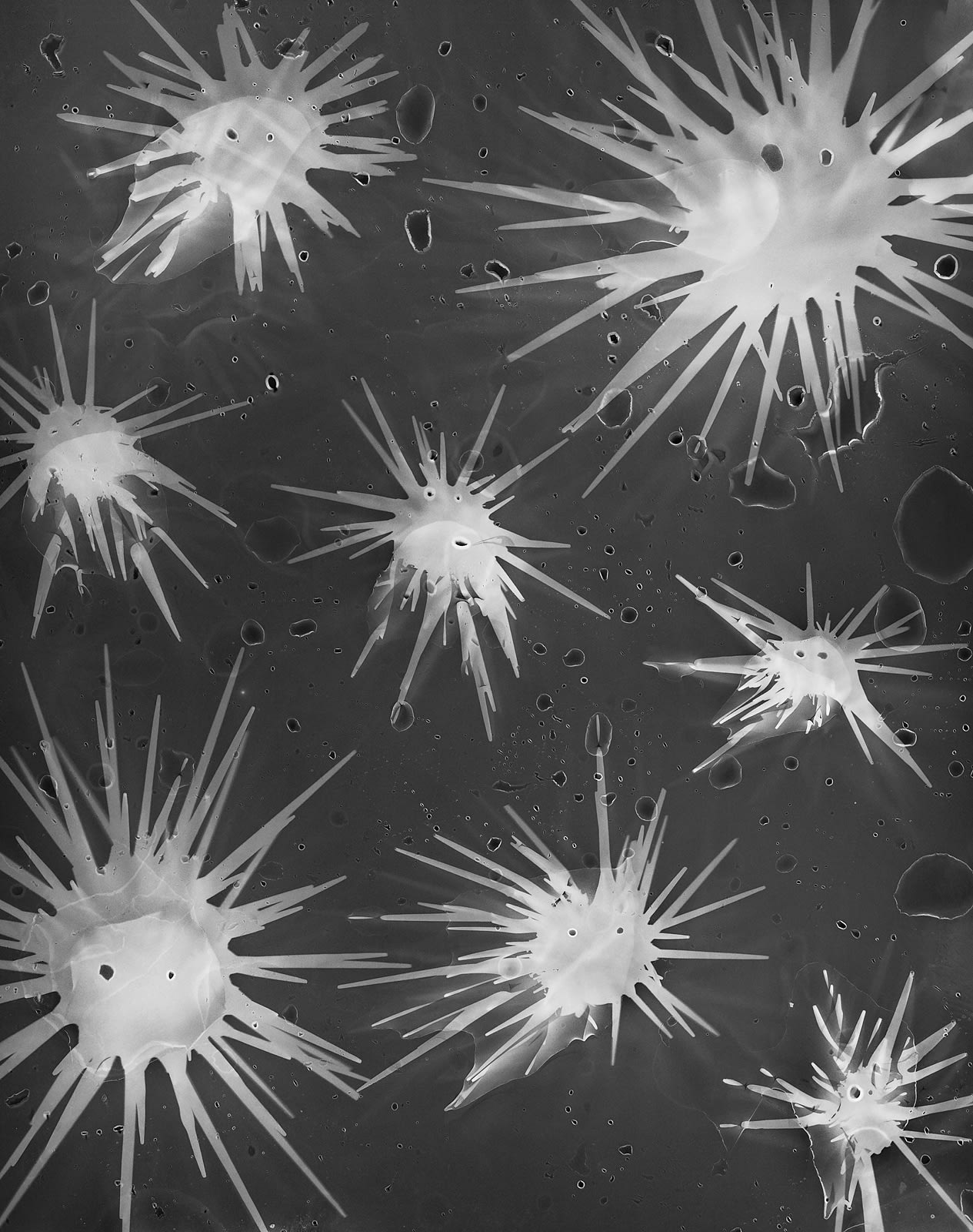 Photogram of Live Sea Urchins on Sheet Film, Smithsonian’s Carrie Bow Cay Field Station, Belize, 2014