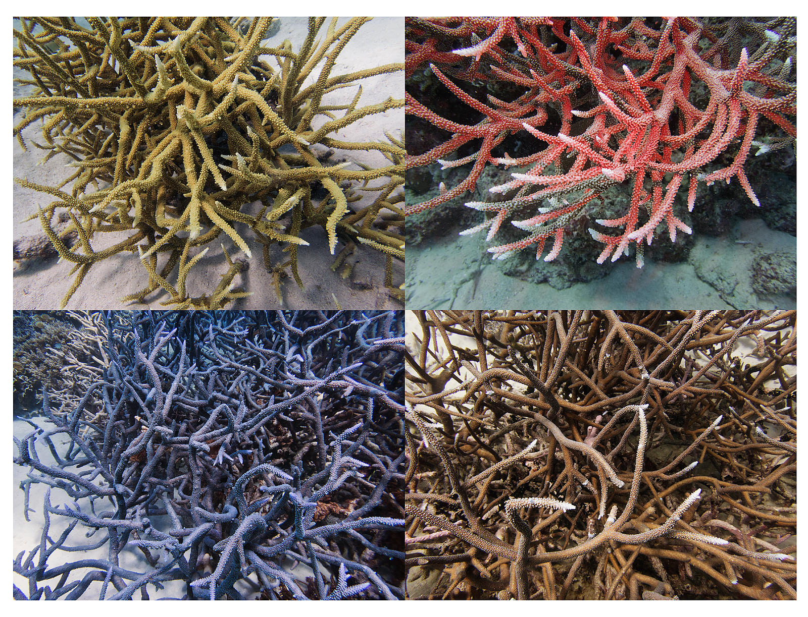 Reef Grid, Australia, Archival Pigment Print on Moab Entrada Rag, 17x21", 2022 Edition of Three