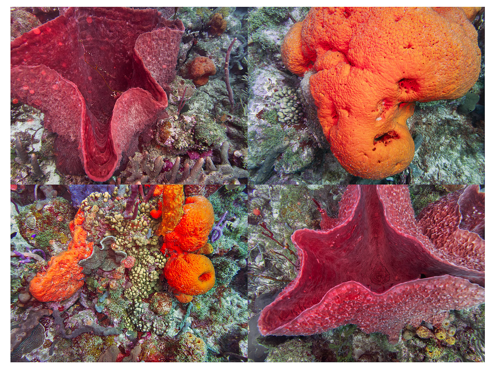 Sponge Grid, Barbados, 2026 Archival Pigment Print, 17x21" Edition of Three