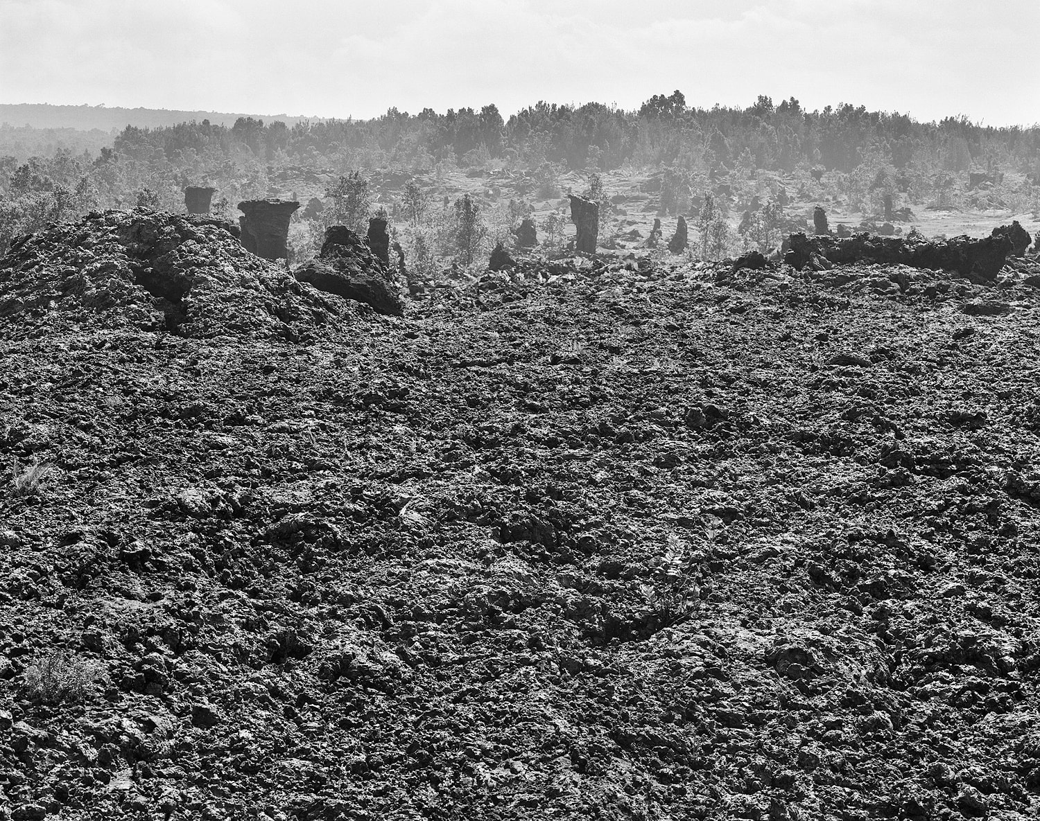 1974 Lava Flow with Lava Trees, East Rift Zone, Hawai'i, 2011 Selenium Toned Silver Gelatin Print 16x20" Edition of Three e