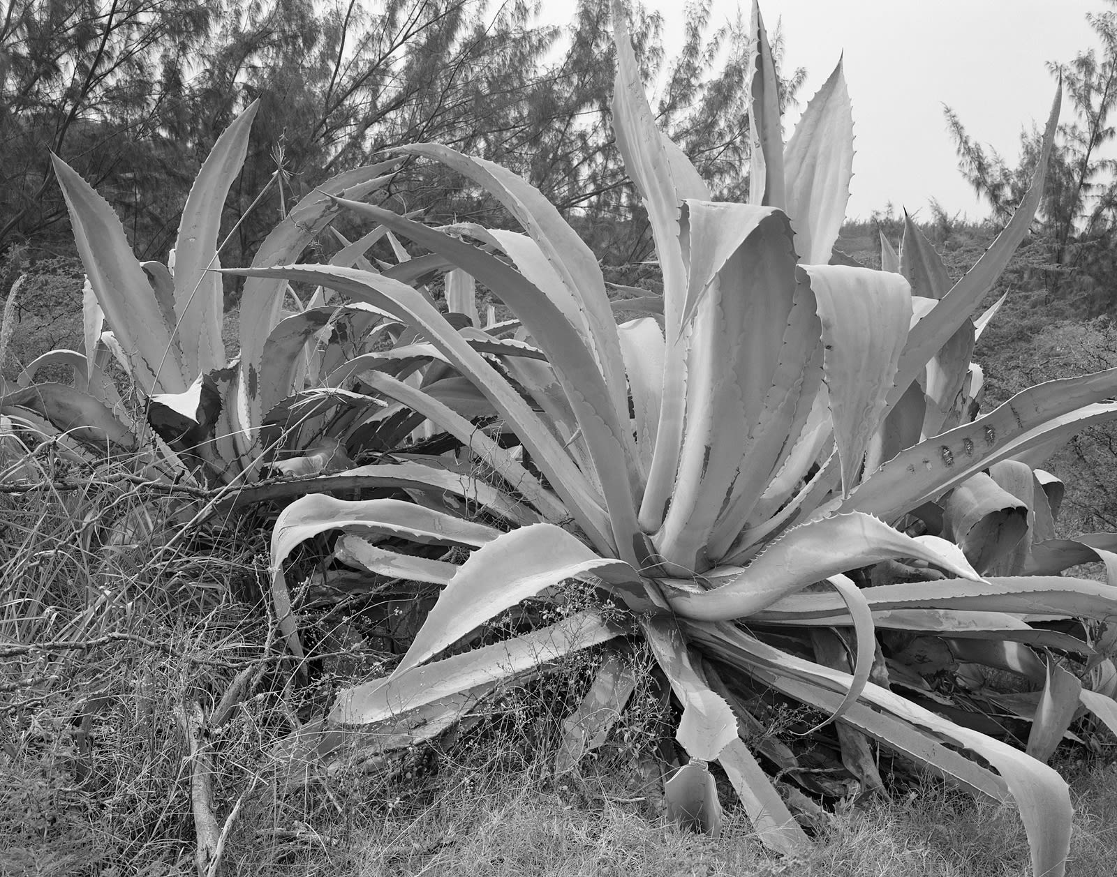 Aloe Plants, Richmond Hill, Montserrat, 2016 Selenium Toned Silver Gelatin Print 16x20" Edition of Three