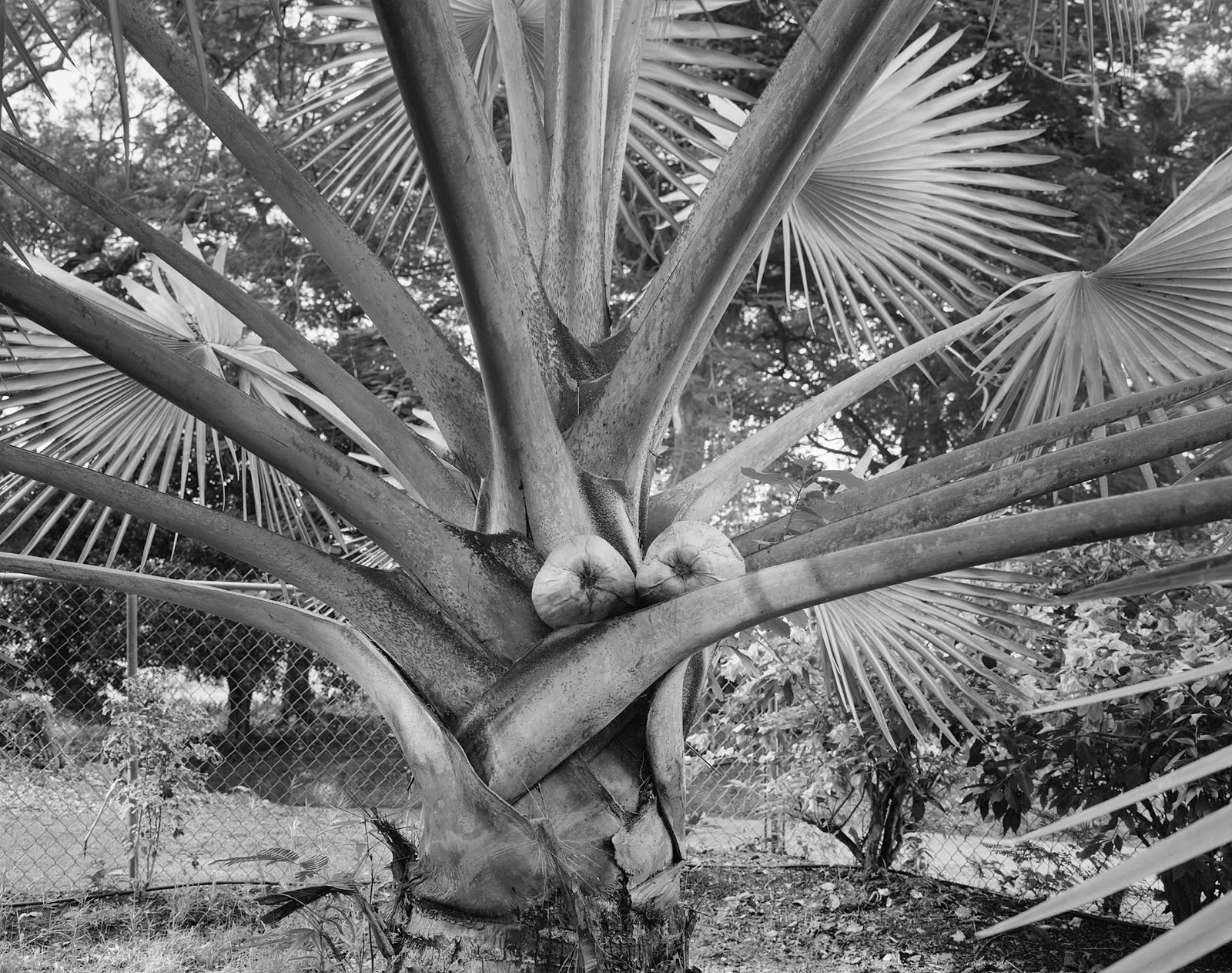 Spontaneous Sculpture, Coconuts and Bismarck Palm, Brighton Farm, St. George, Barbados, 2016 Selenium Toned Silver Gelatin Print, 20x24" Archival Pigment Print on Moab Entrada Rag, 17x21" Edition of Three