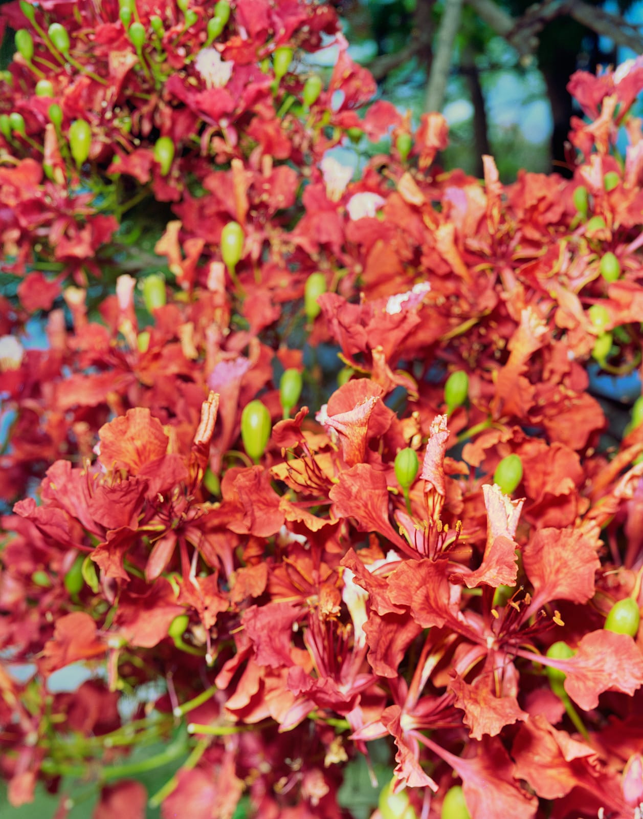 Flamboyant Flowers, Brighton Farm, St. George, Barbados, 2023 Archival Pigment Print on Moab Entrada Rag, 21x17" Edition of Three