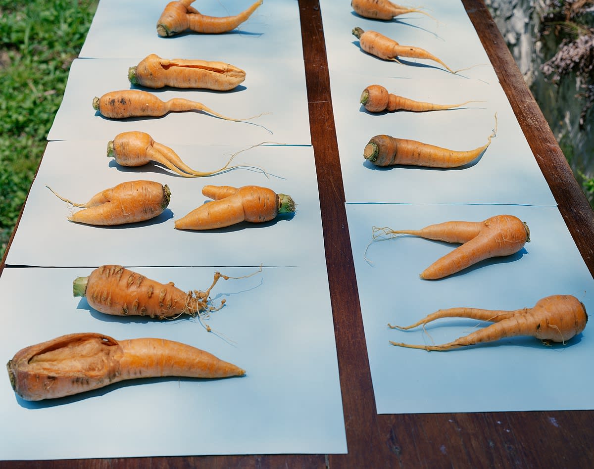 Carrot Rejects, Brighton Farm, St. George, Barbados, 2006 Archival Pigment Print on Moab Entrada Rag, 17x21" Edition of Three