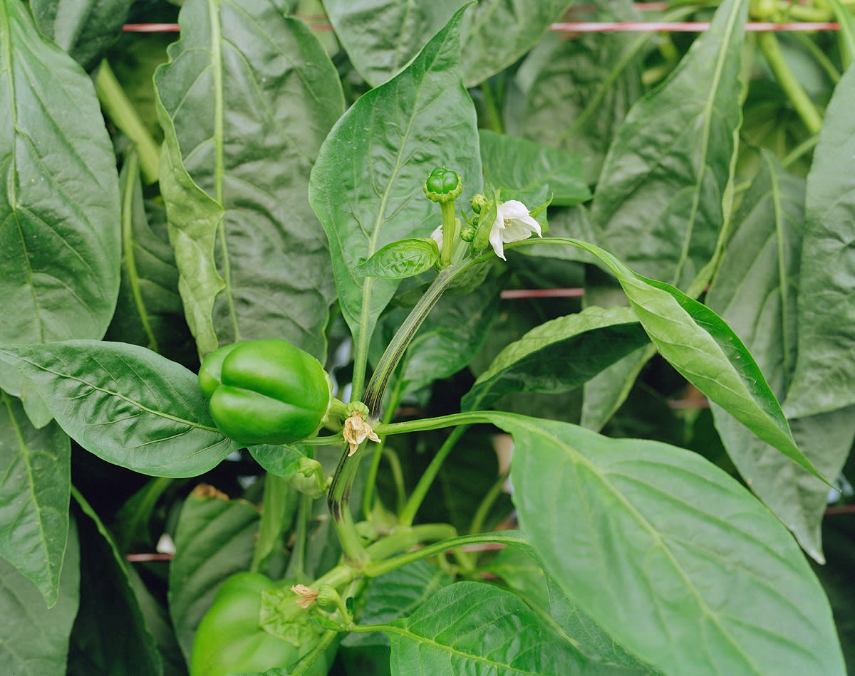 Peppers, Brighton Farm, St. George, Barbados, 2006 Archival Pigment Print on Moab Entrada Rag, 17x21" Edition of Three