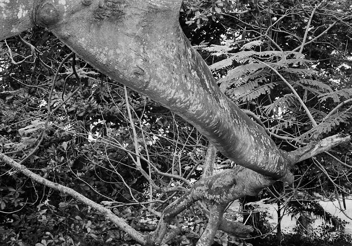 Flamboyant Tree Branch, Brighton Farm, St. George, Barbados, 2018 Selenium Toned Silver Gelatin Print, 16x20" Edition of Three