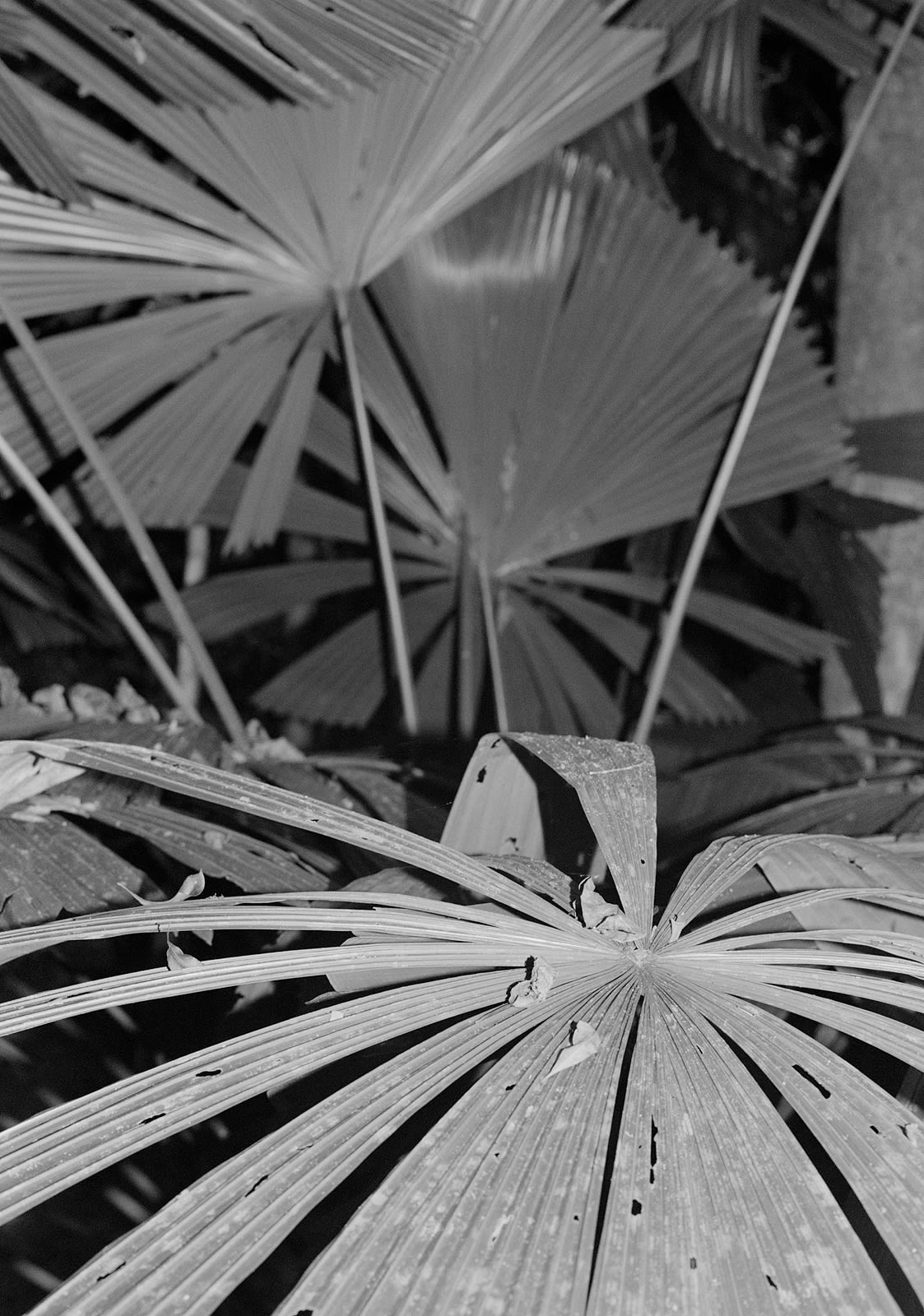 Fan Palm, Mount Sorrow Ridge Trail, Daintree Rainforest, Queensland, Australia, 2022 Archival Pigment Print on Hahnemuhle Photo Rag , 17x21" Edition of Three