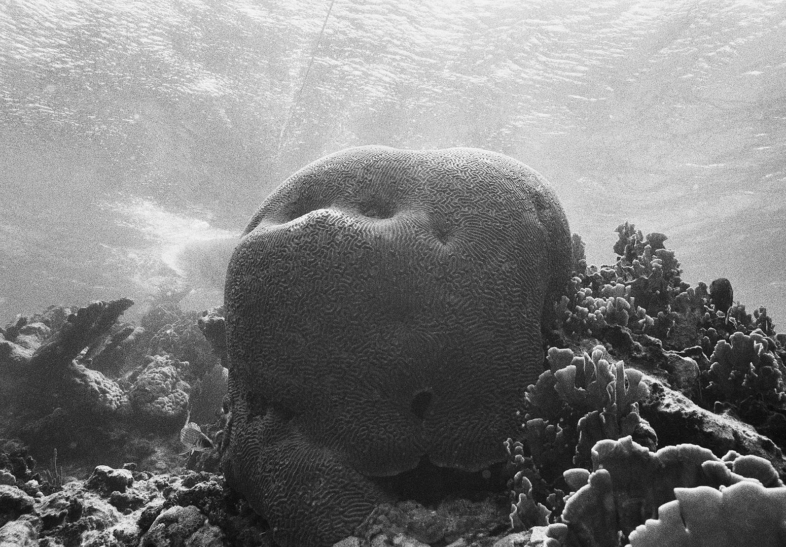 Brain Coral and Anchor Line, Carrie Bow Cay, Belize, 2002 Archival Pigment Print on Moab Entrada Rag, 17x21" Edition of Three