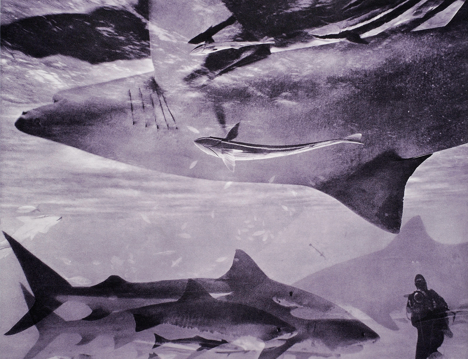 Tiger-Lemon Shark/Diver Multiple, Bahamas, 2013 Photogravure on Hahnemühle Copperplate Paper Size 20x23", Plate Size 13x16.5" Edition of 20 Printed by Lothar Osterburg in 2024